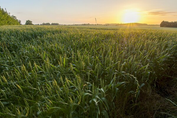 Sonnenuntergang auf Feld Hintergrund