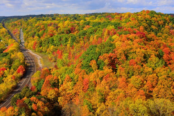 Vaste forêt multicolore avec route