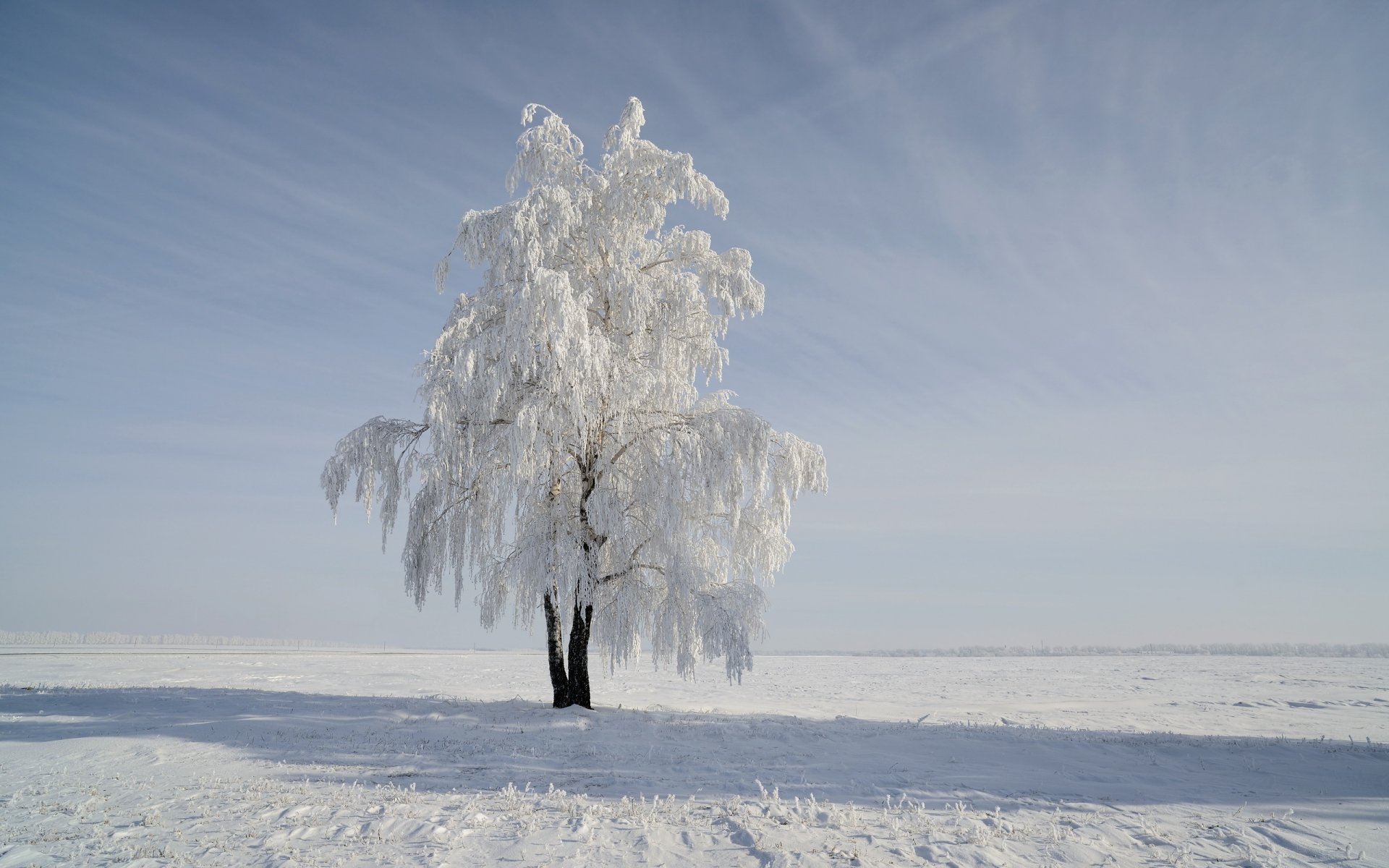 campo albero neve inverno