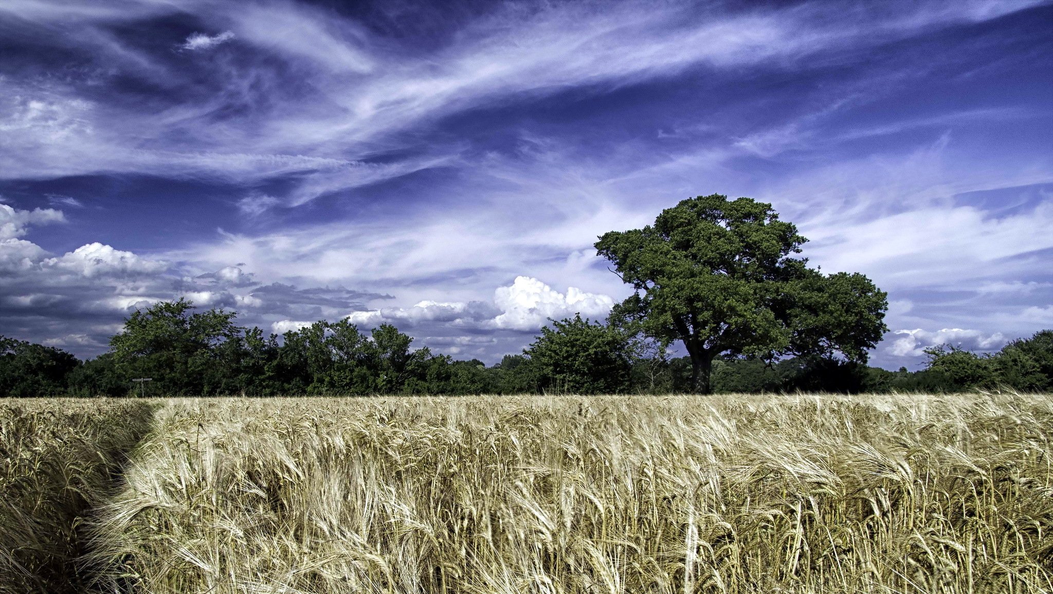 campo estate paesaggio