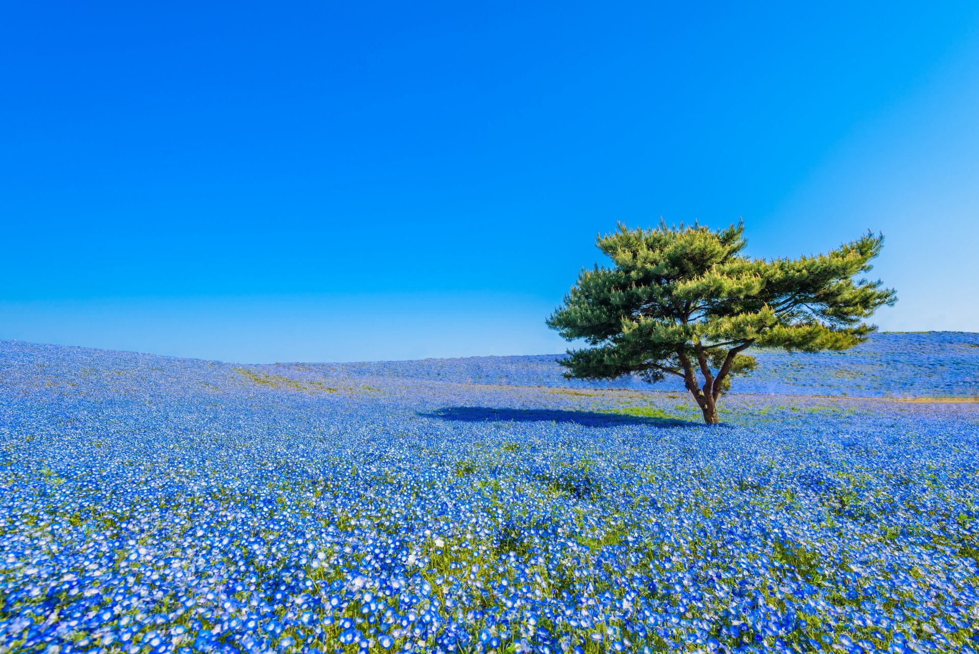 hitachi seaside park hitachinaka giappone hitachi national seashore park hitatinaka prato fiori nemophila albero