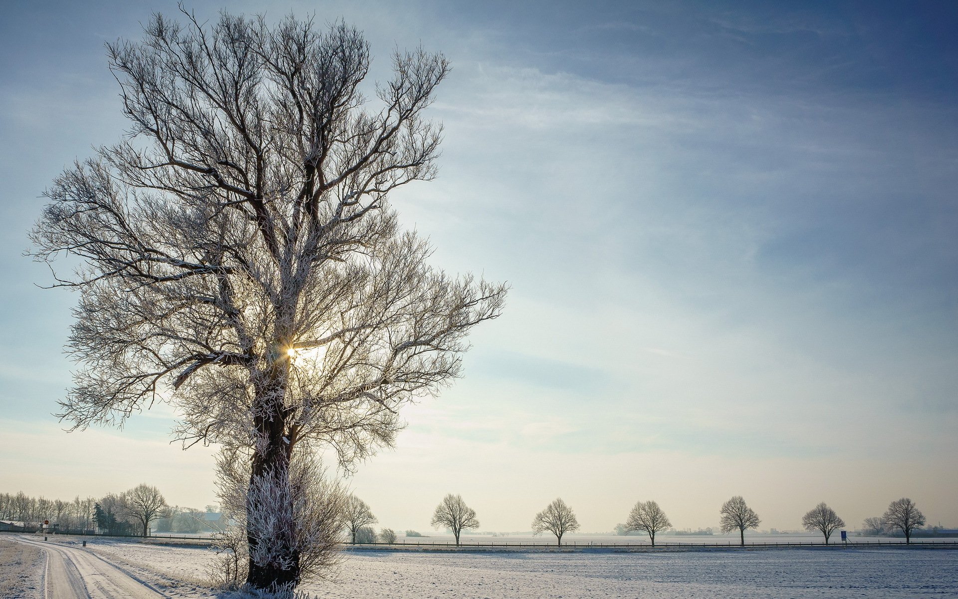 invierno camino árbol