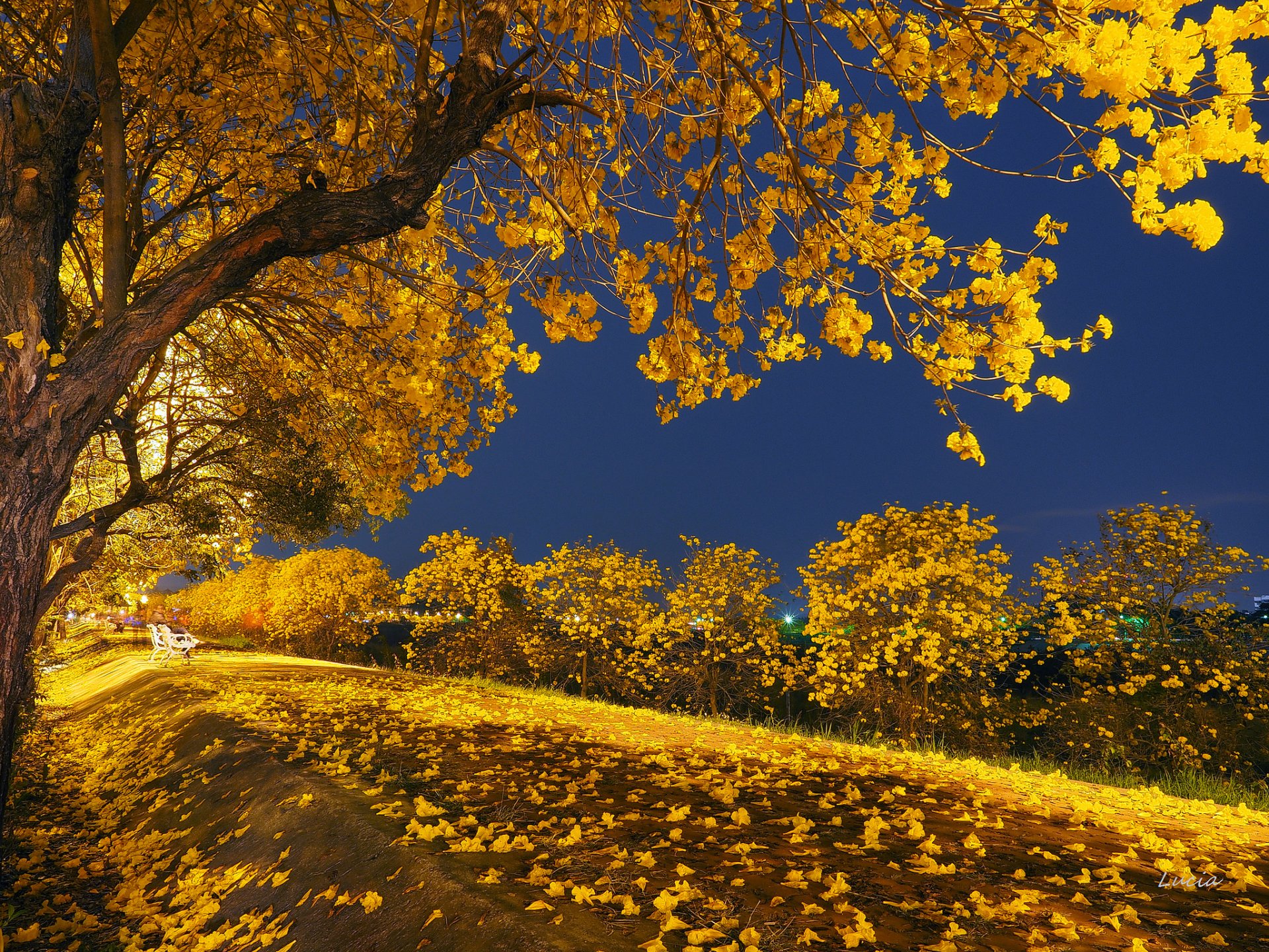 notte luce parco panchina alberi foglie autunno