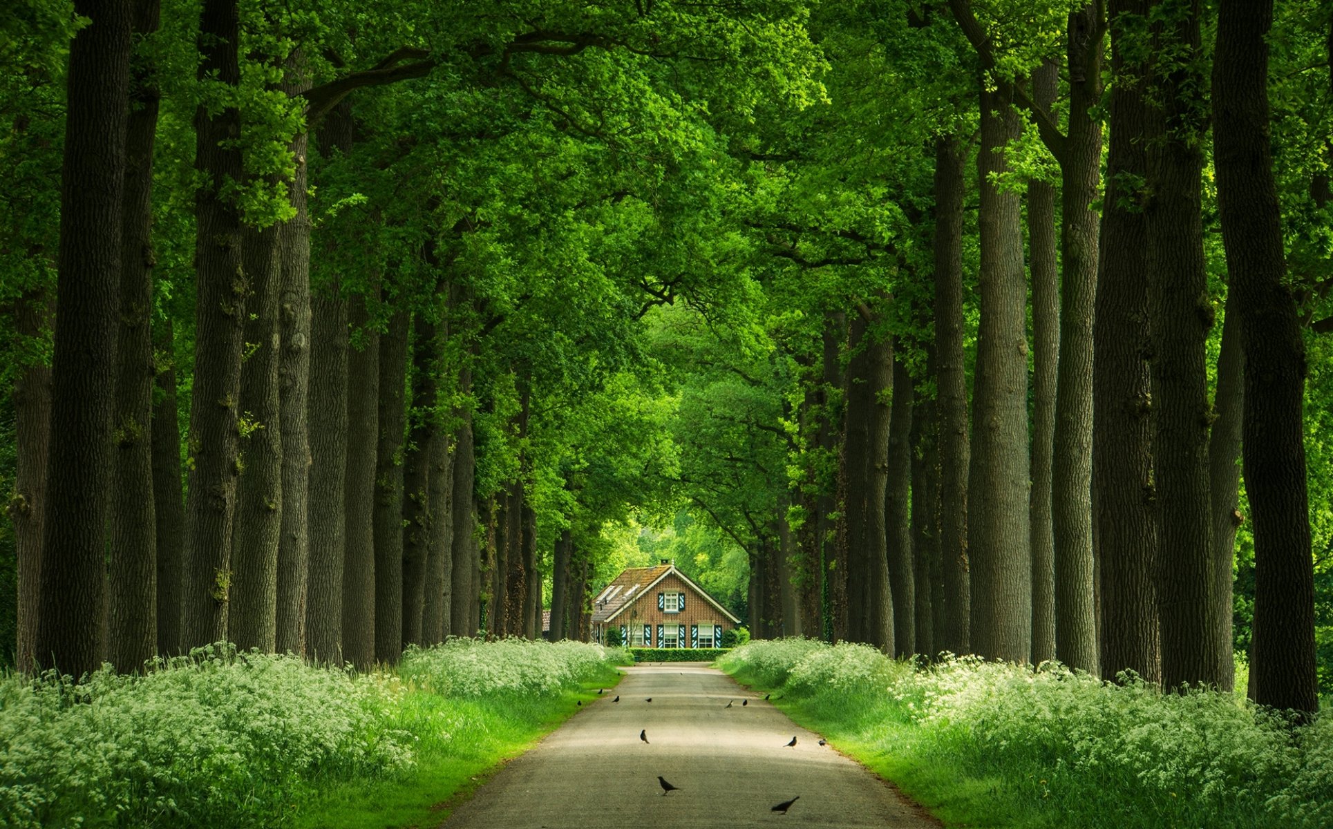 tree alley house trunks road bird