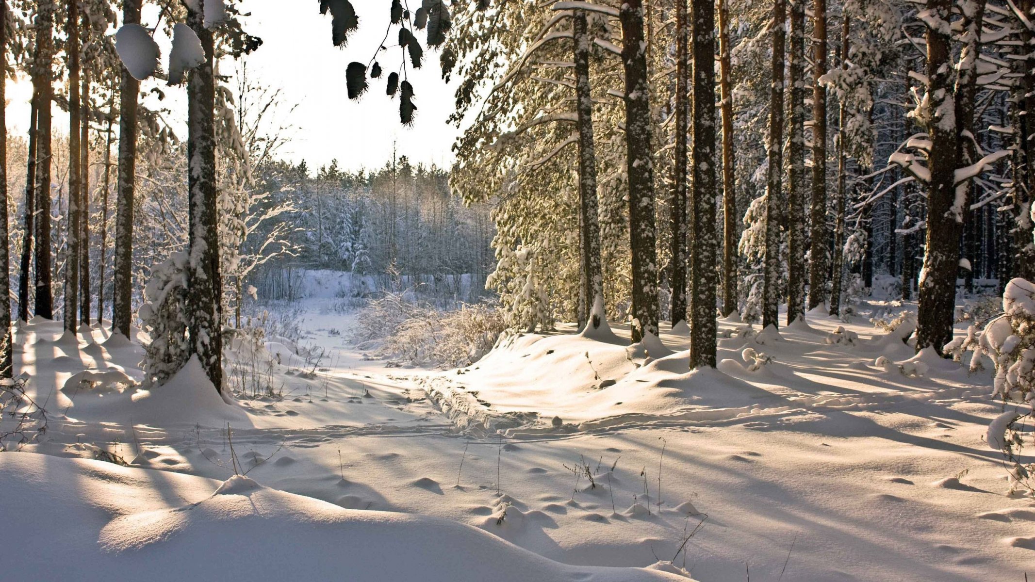 зима лес деревья снег тропинка