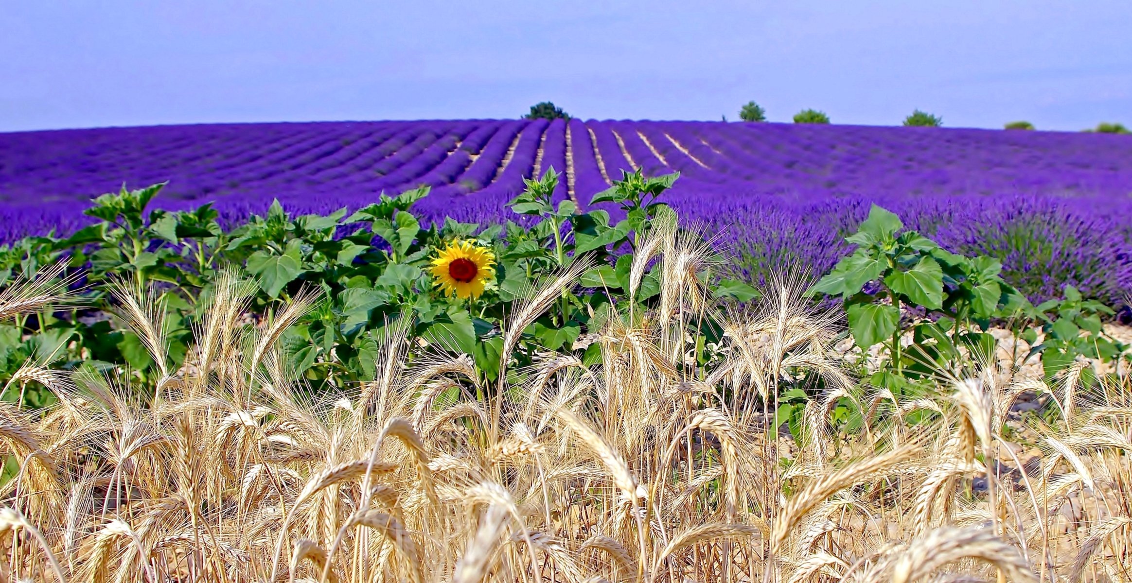 the field plantation flower lavender ears sunflower provence france