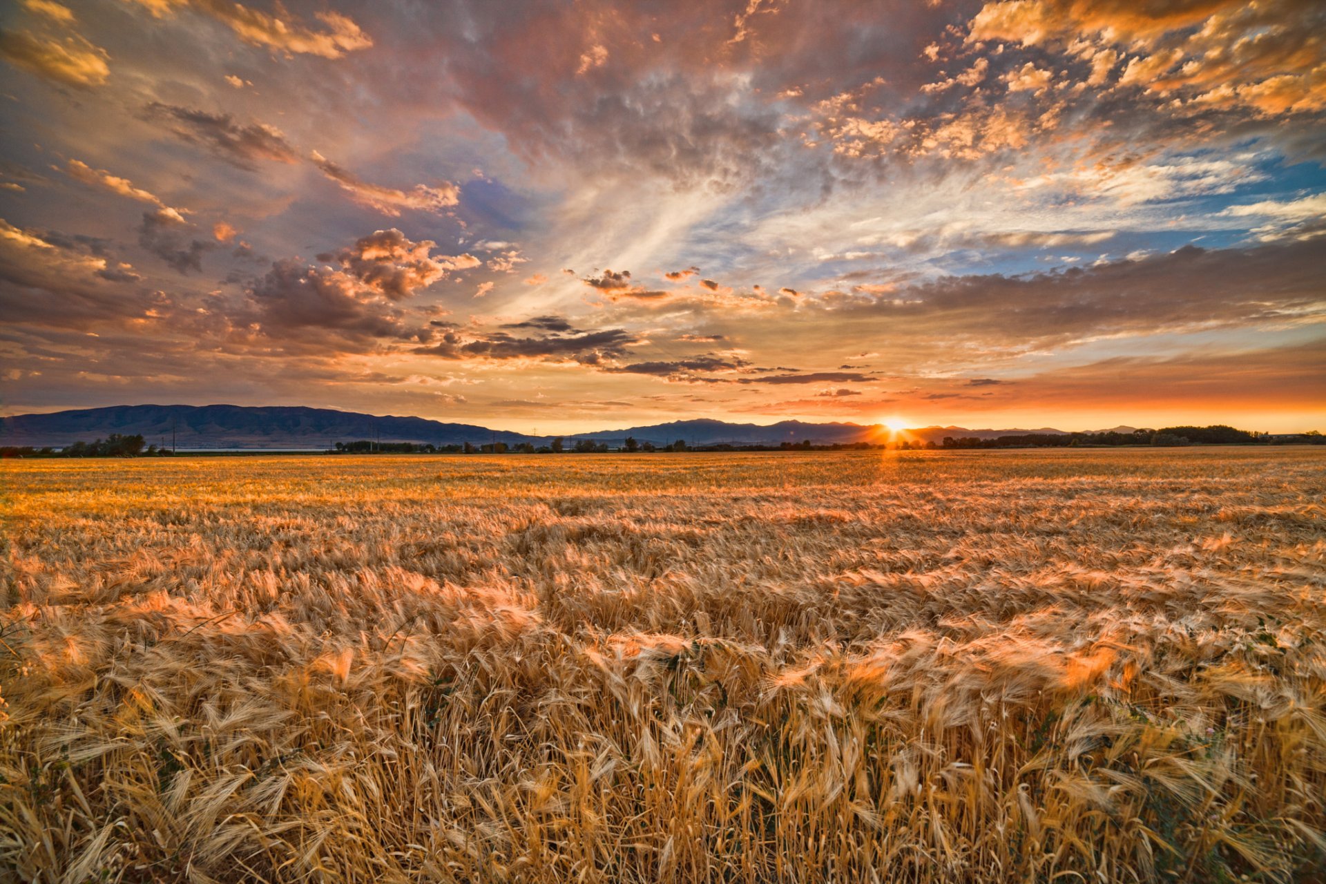 sommer feld weizen sonnenuntergang