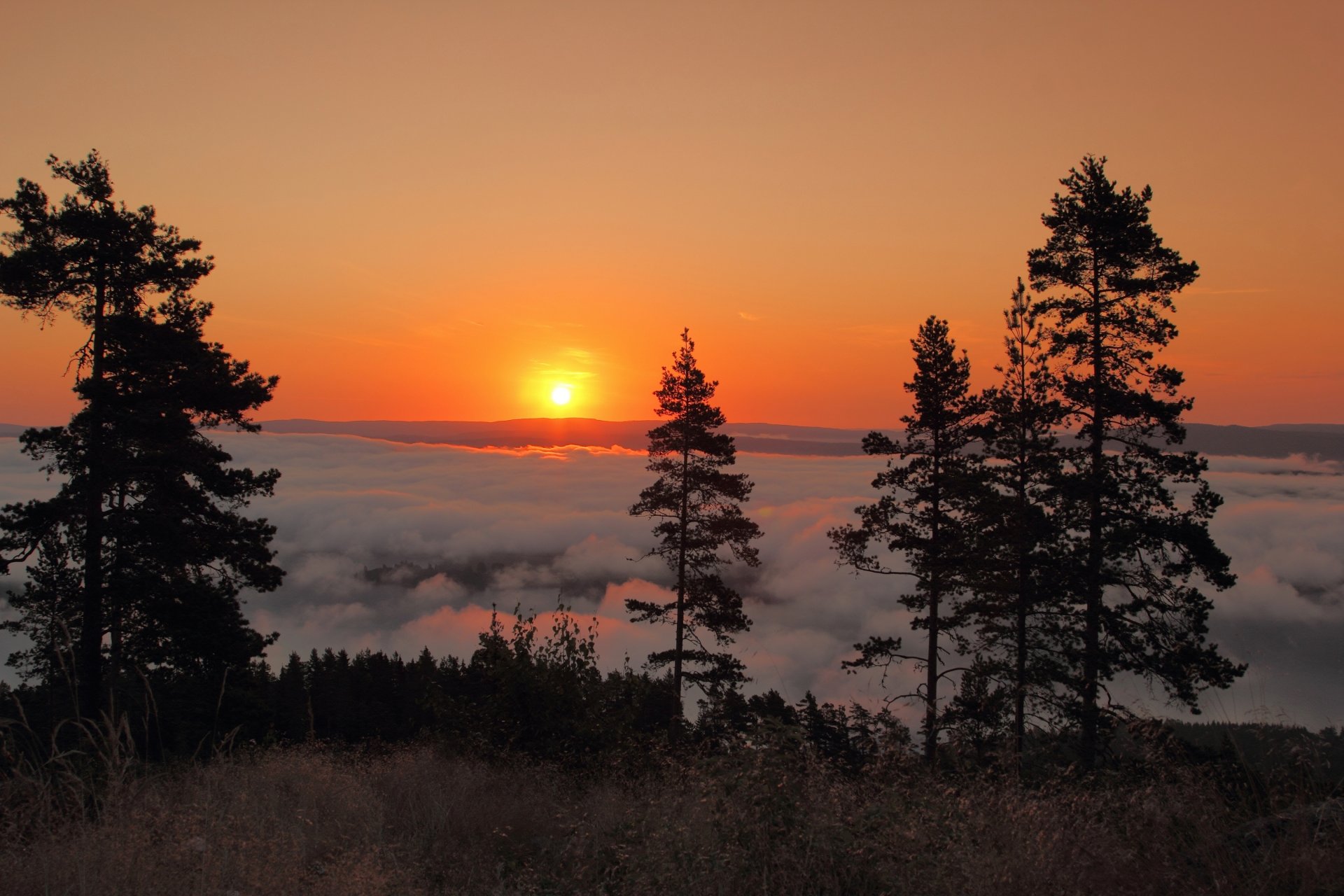 sunne schweden sonnenaufgang sonnenaufgang morgen nebel bäume