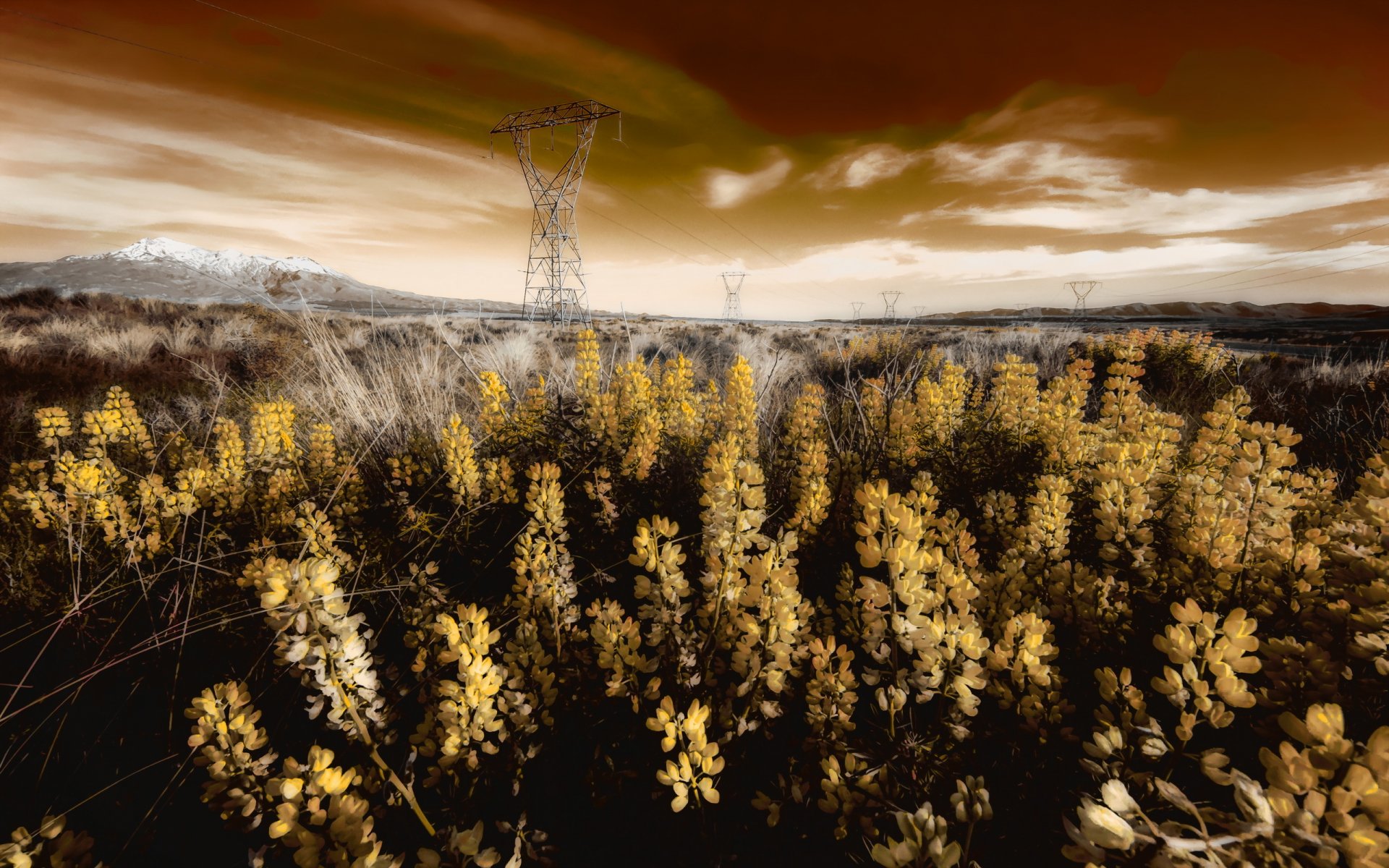 campo flores líneas eléctricas paisaje