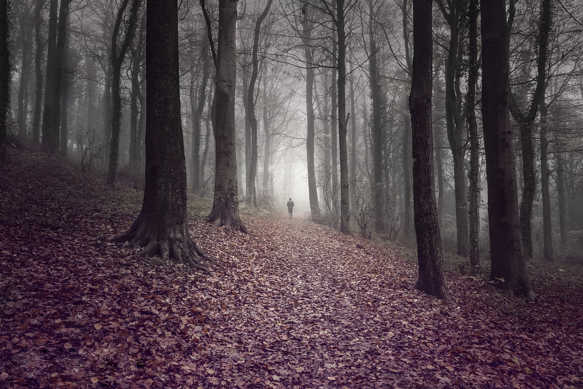 forest leaves way person autumn trees fog road