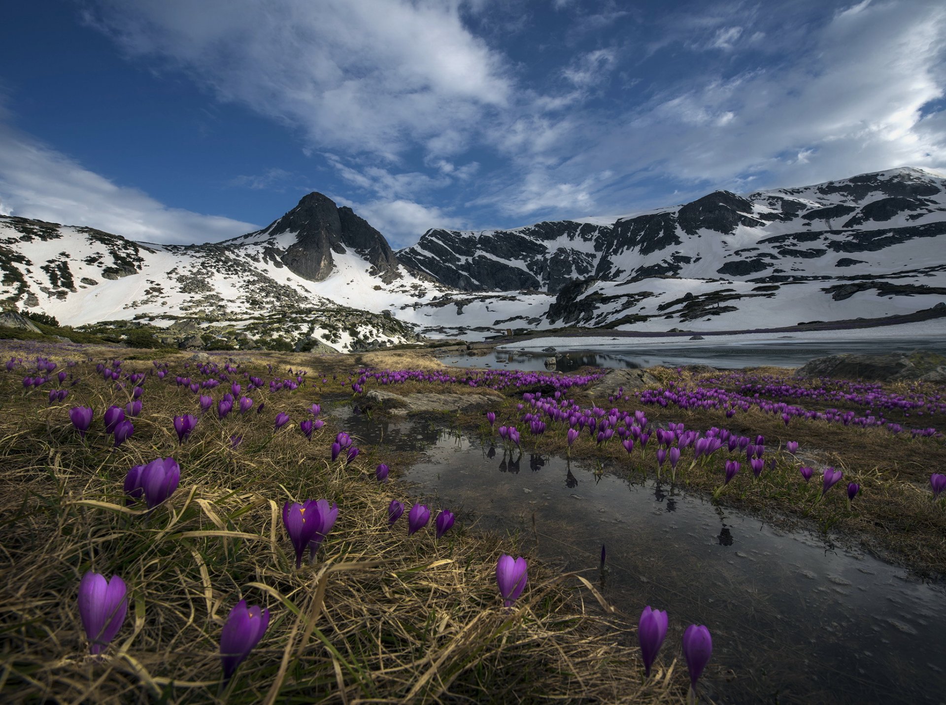 montagnes fleurs nature