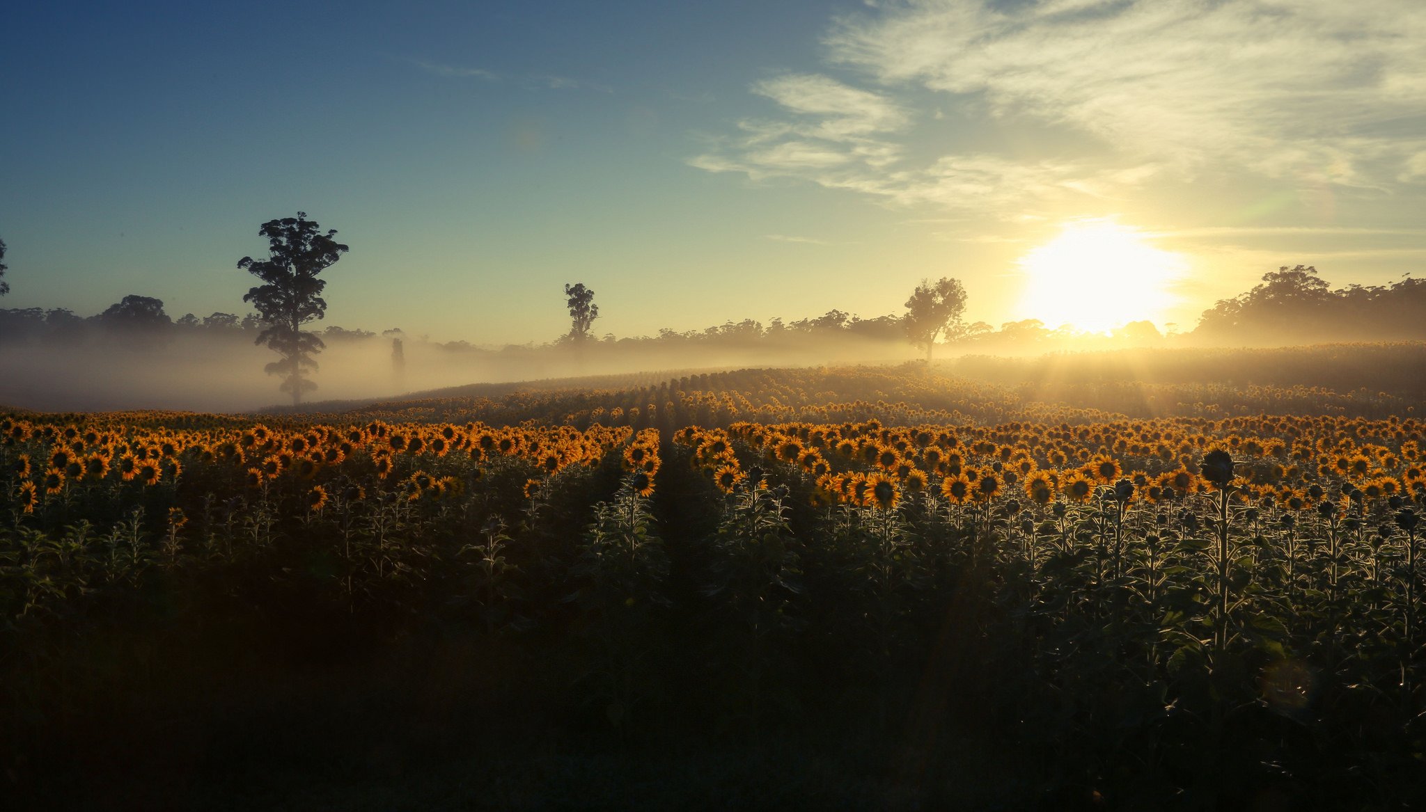 matin brouillard tournesols