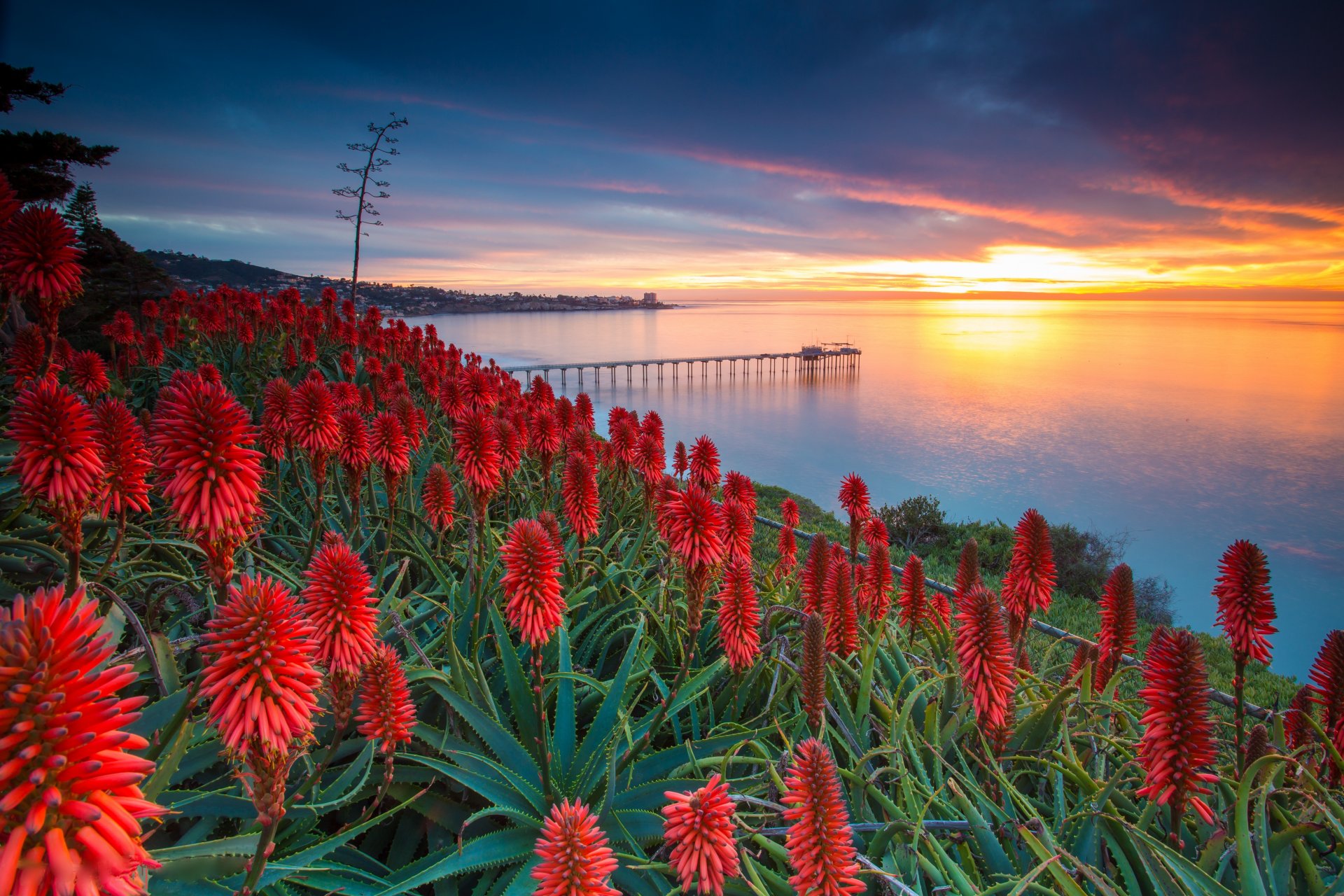 san diego usa aloes kwiaty niebo agawa chmury zachód słońca morze molo