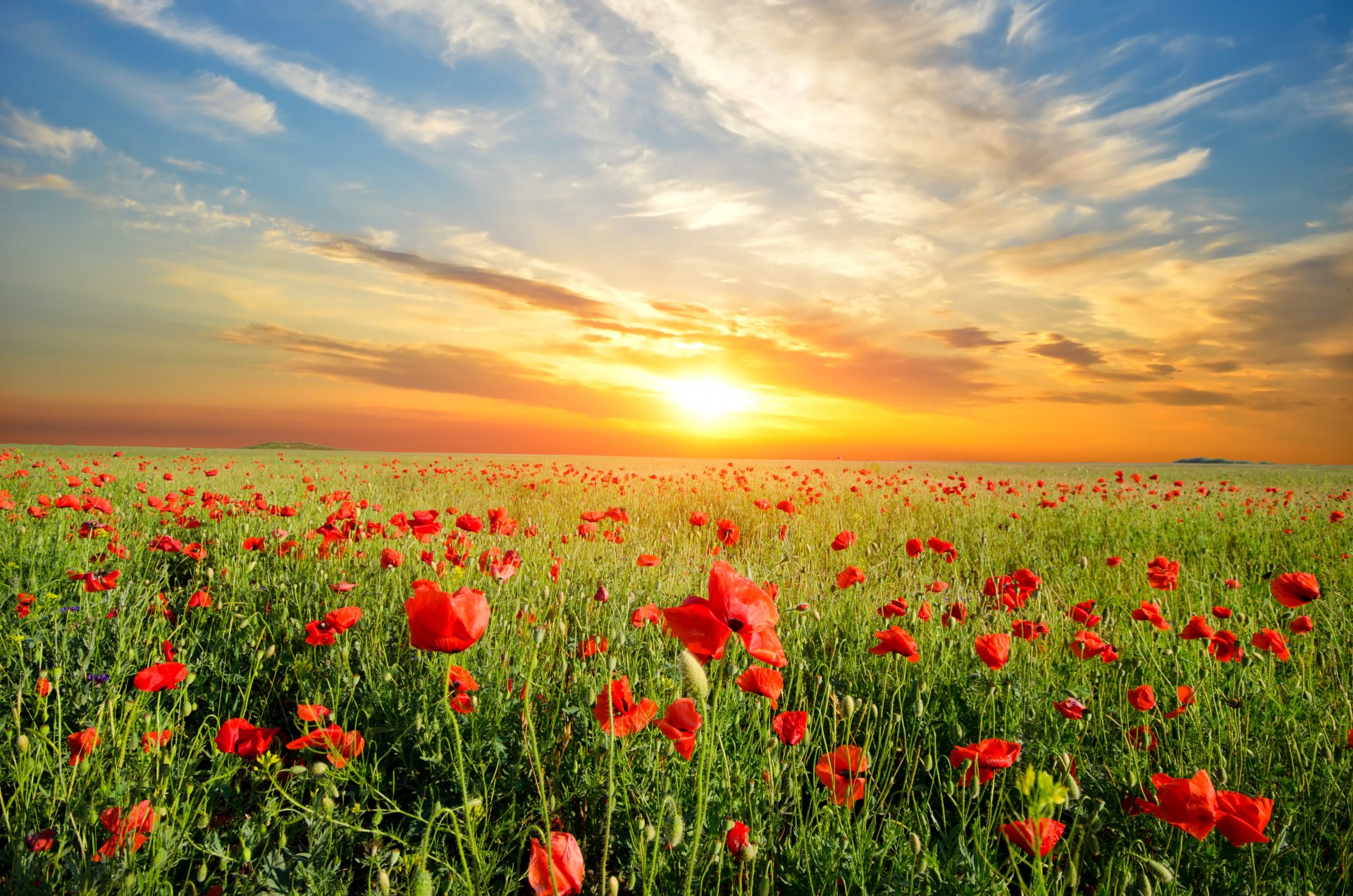 naturaleza puesta de sol prado flores amapolas paisaje