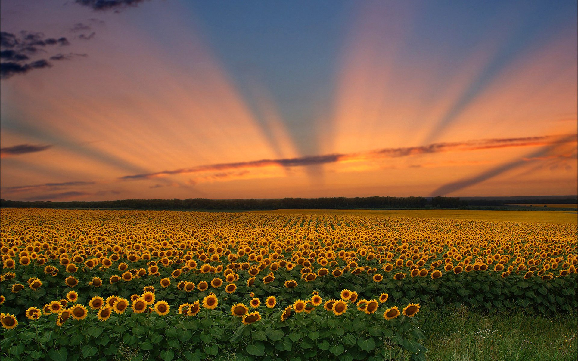 cielo nubes puesta de sol campo flores girasol