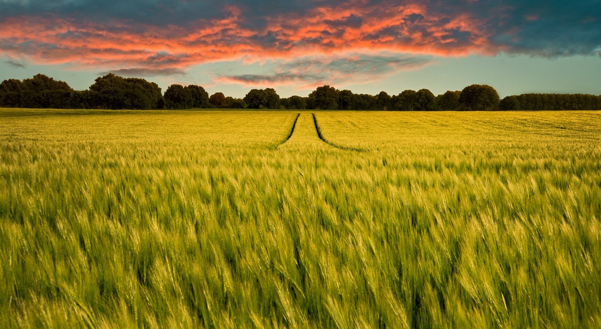 campo segale solco orizzonte alberi nuvole tramonto