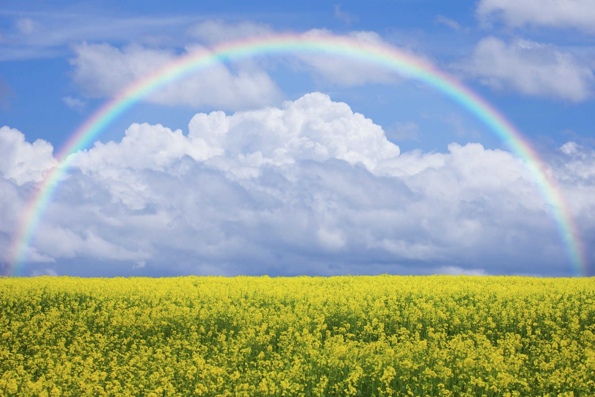 natura campo prato fiori cielo arcobaleno prato