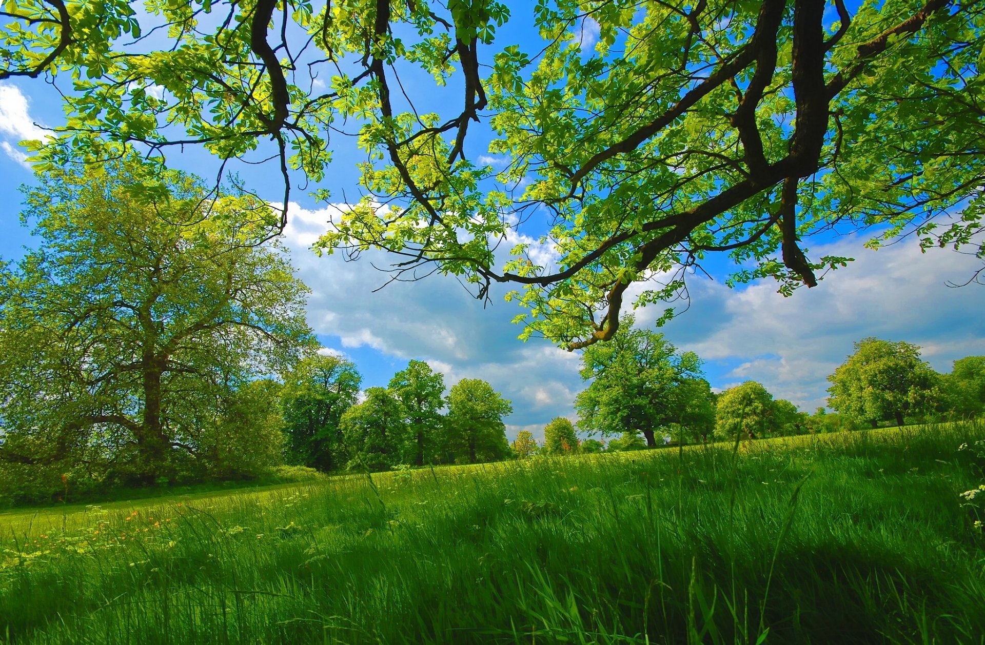 ummer meadow tree branches gra