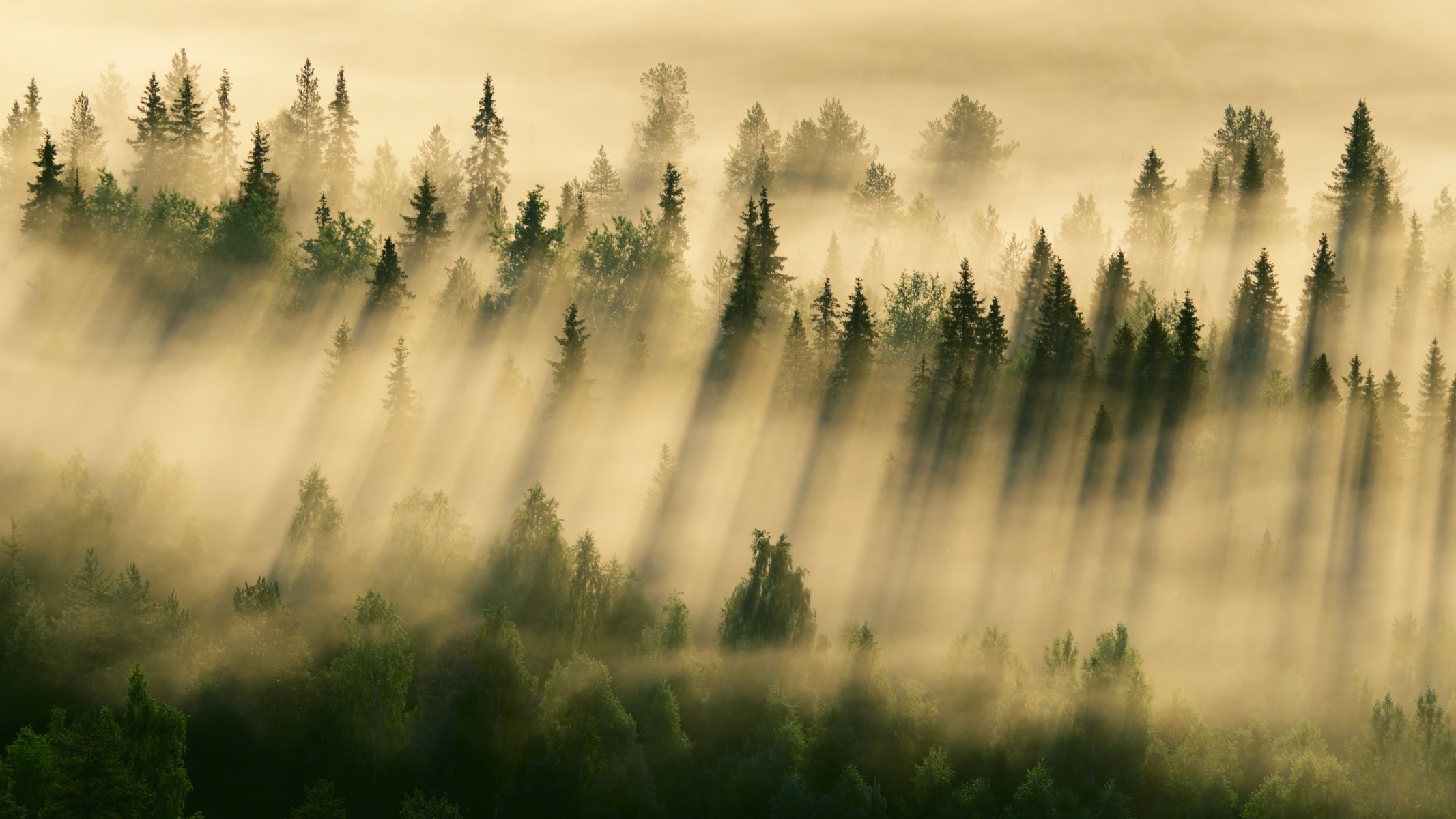 morning forest fog