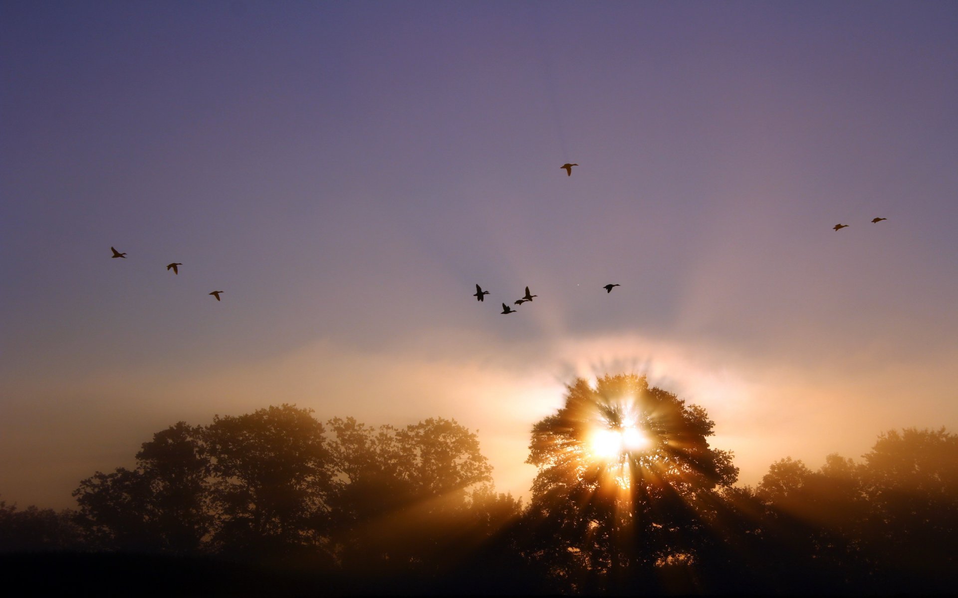 tramonto nebbia uccelli luce paesaggio