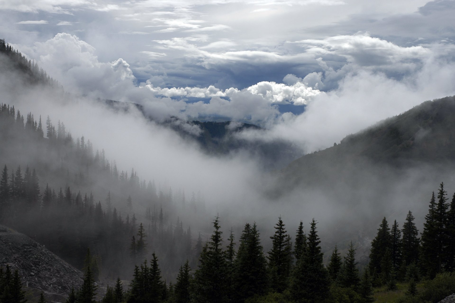 montañas niebla bosque