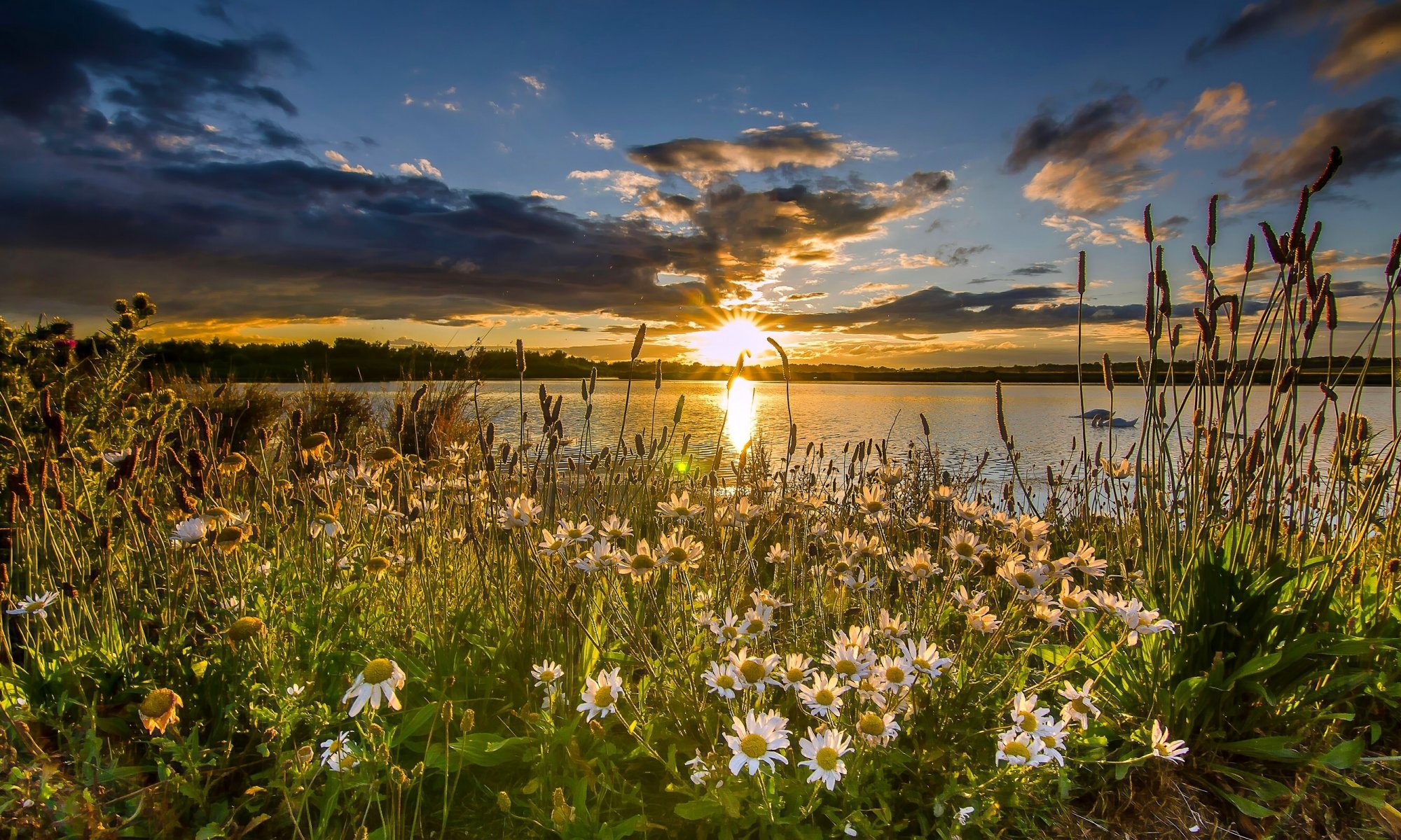 st aidan rspb west yorkshire angleterre réserve naturelle lac coucher de soleil marguerites fleurs