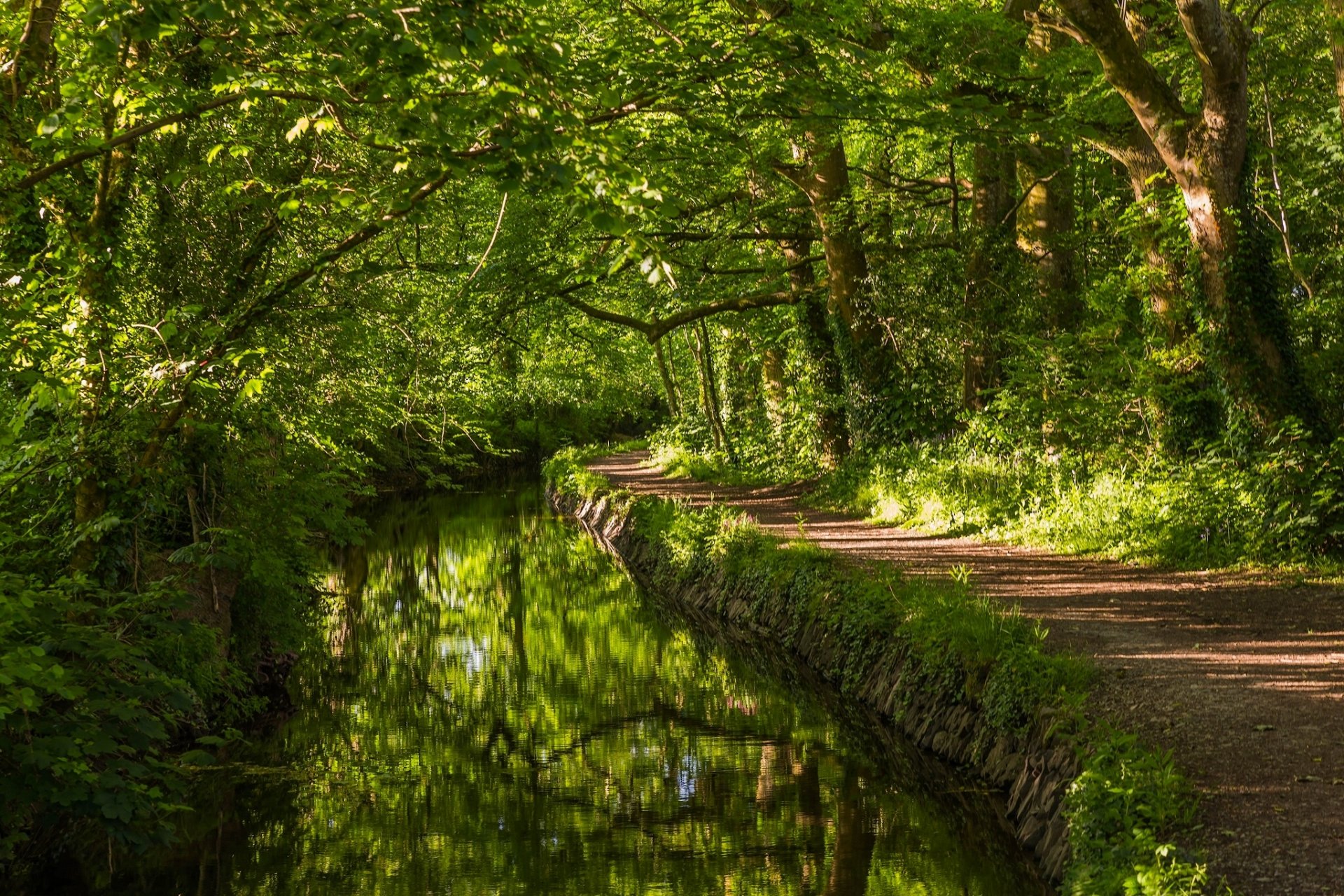 west devon england west devon river river forest trees path greenery