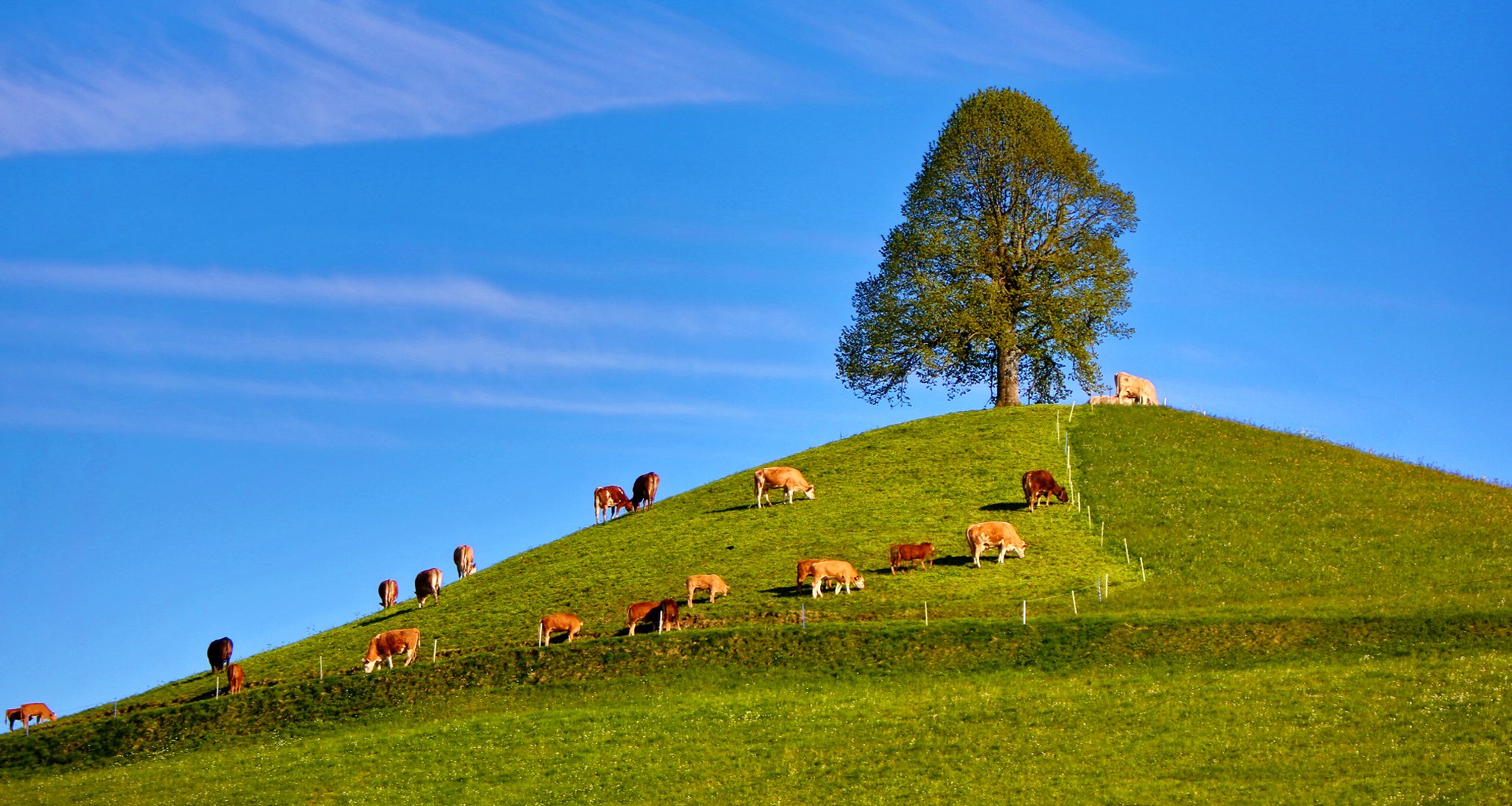 ky hill grass tree cow step