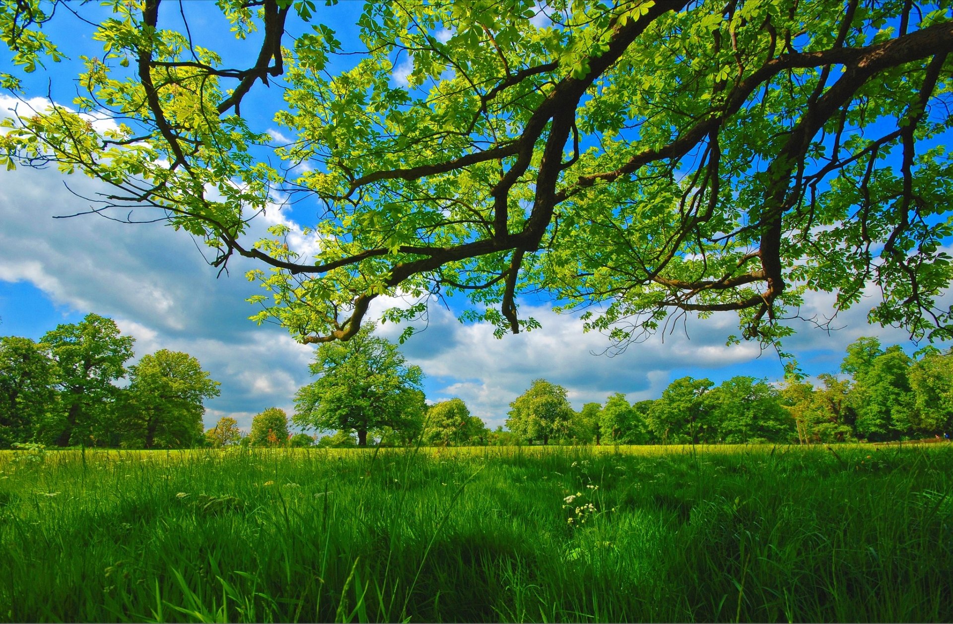 été pré arbres branches herbe