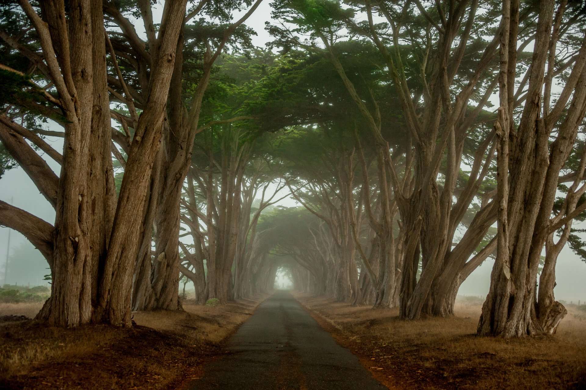 california ciprés túnel camino árboles mañana