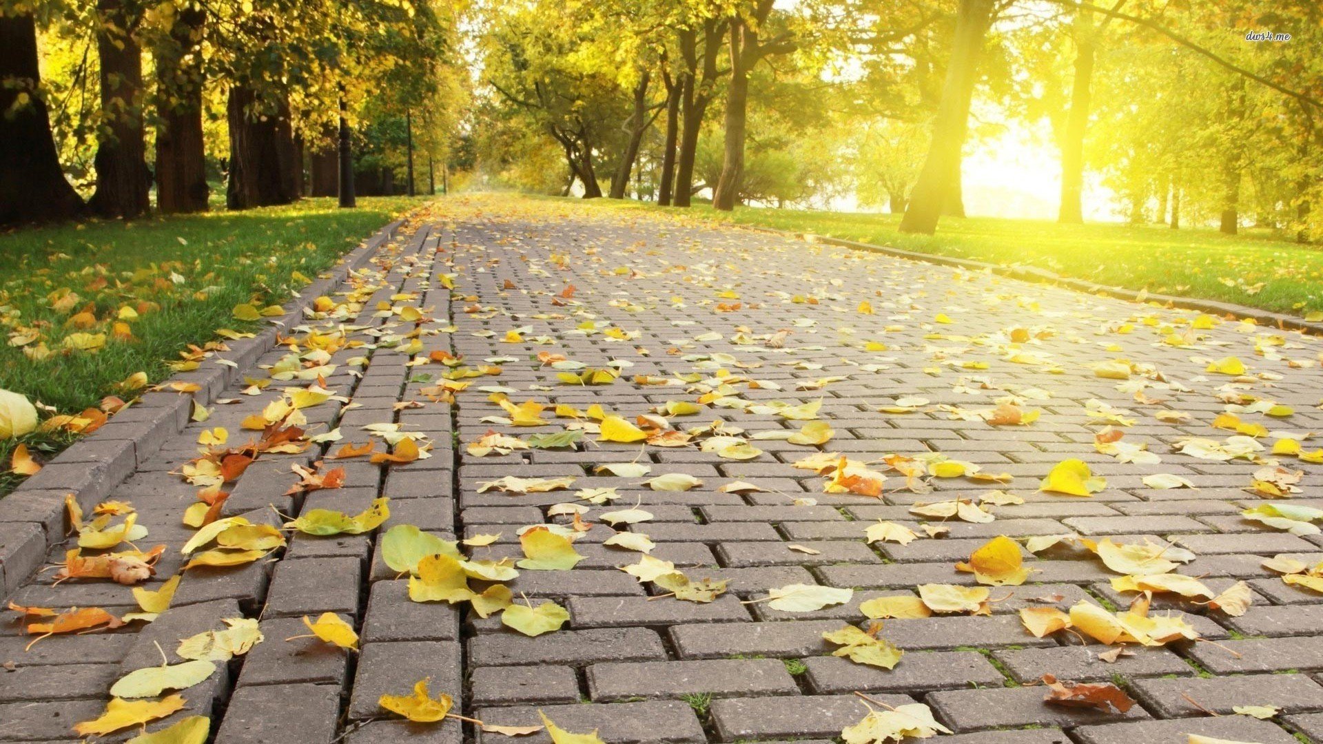 otoño parque callejón