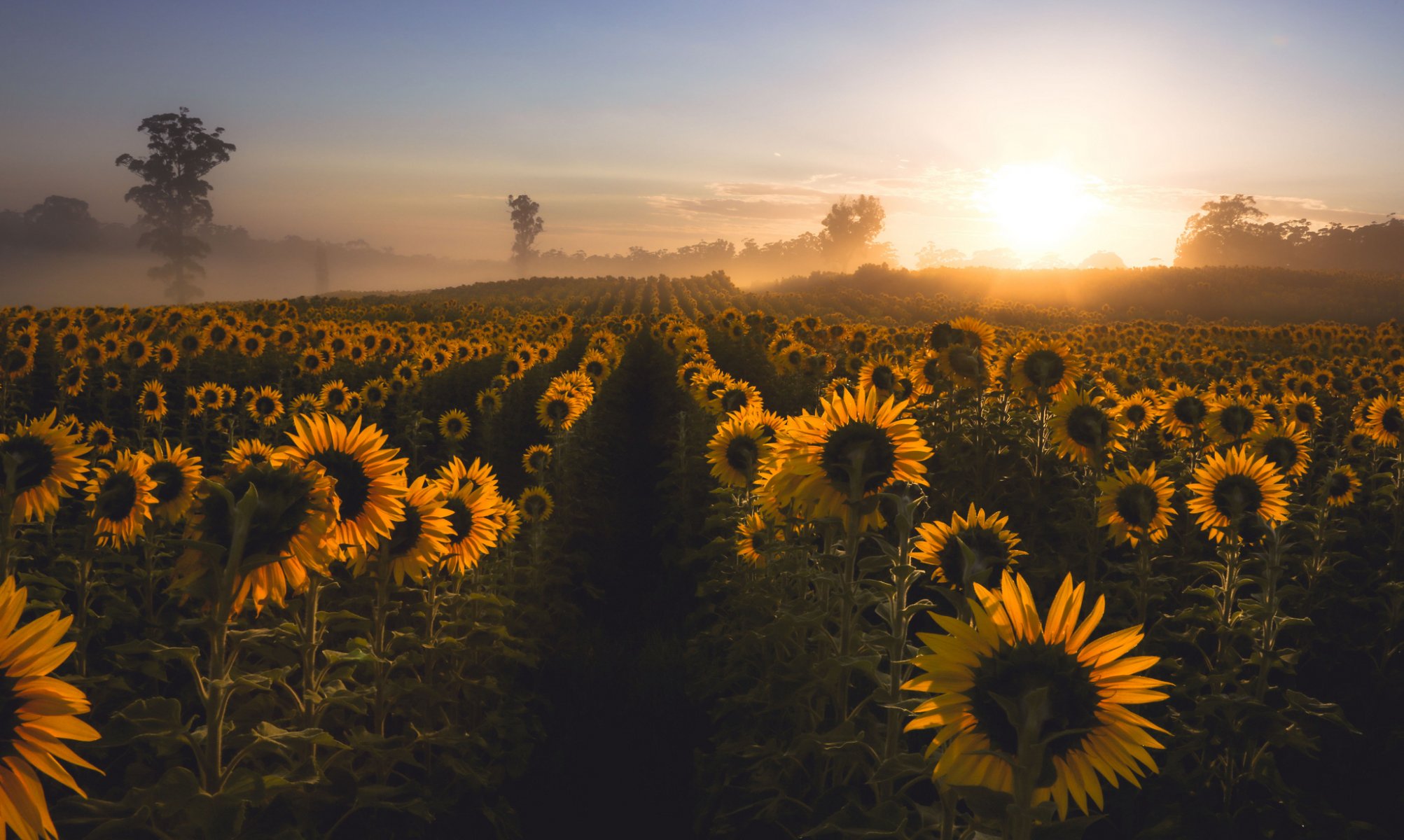 tournesols matin brouillard