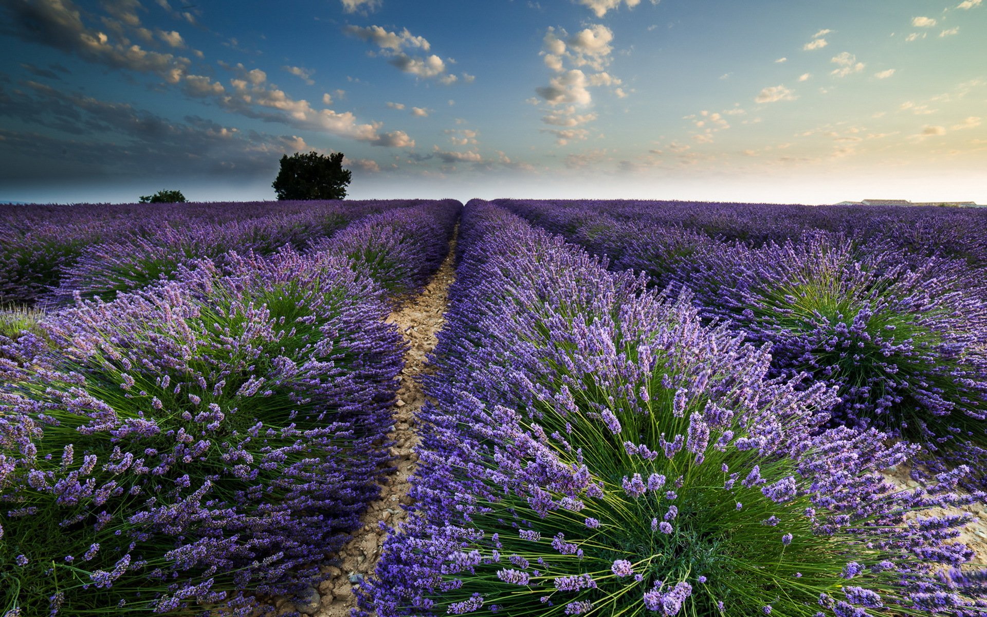 campo lavanda verano