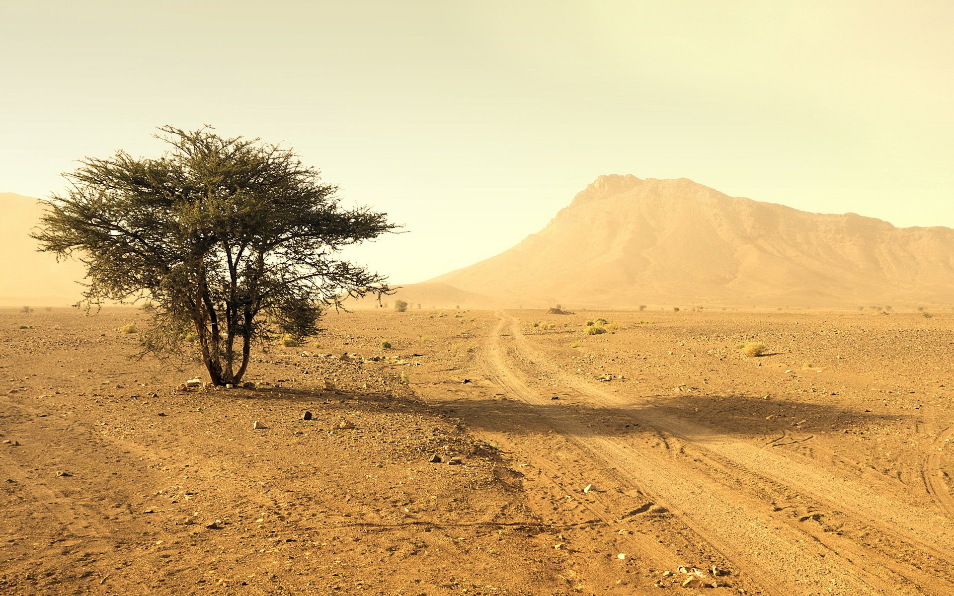 deserto albero paesaggio