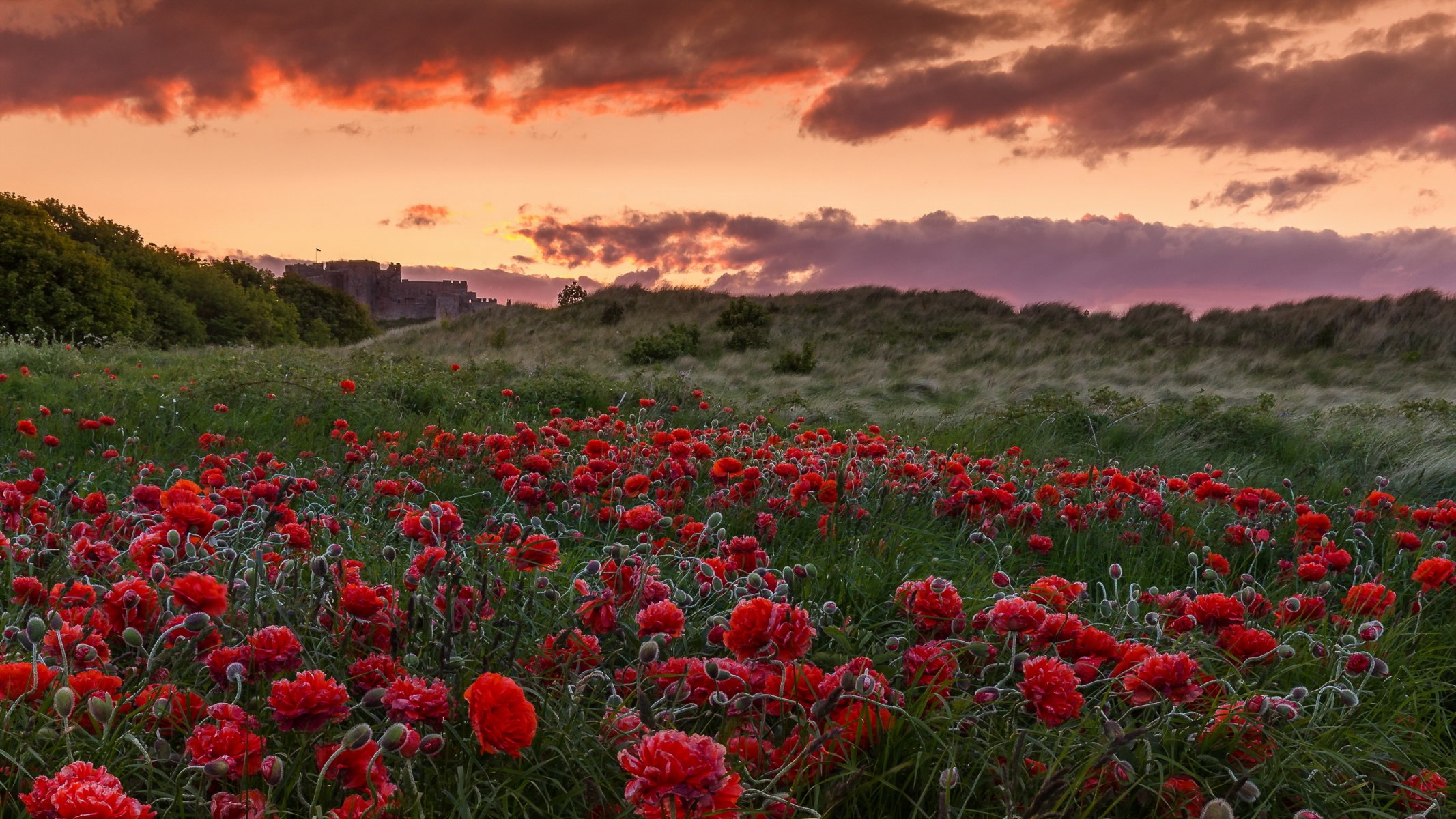 amapolas campo puesta de sol