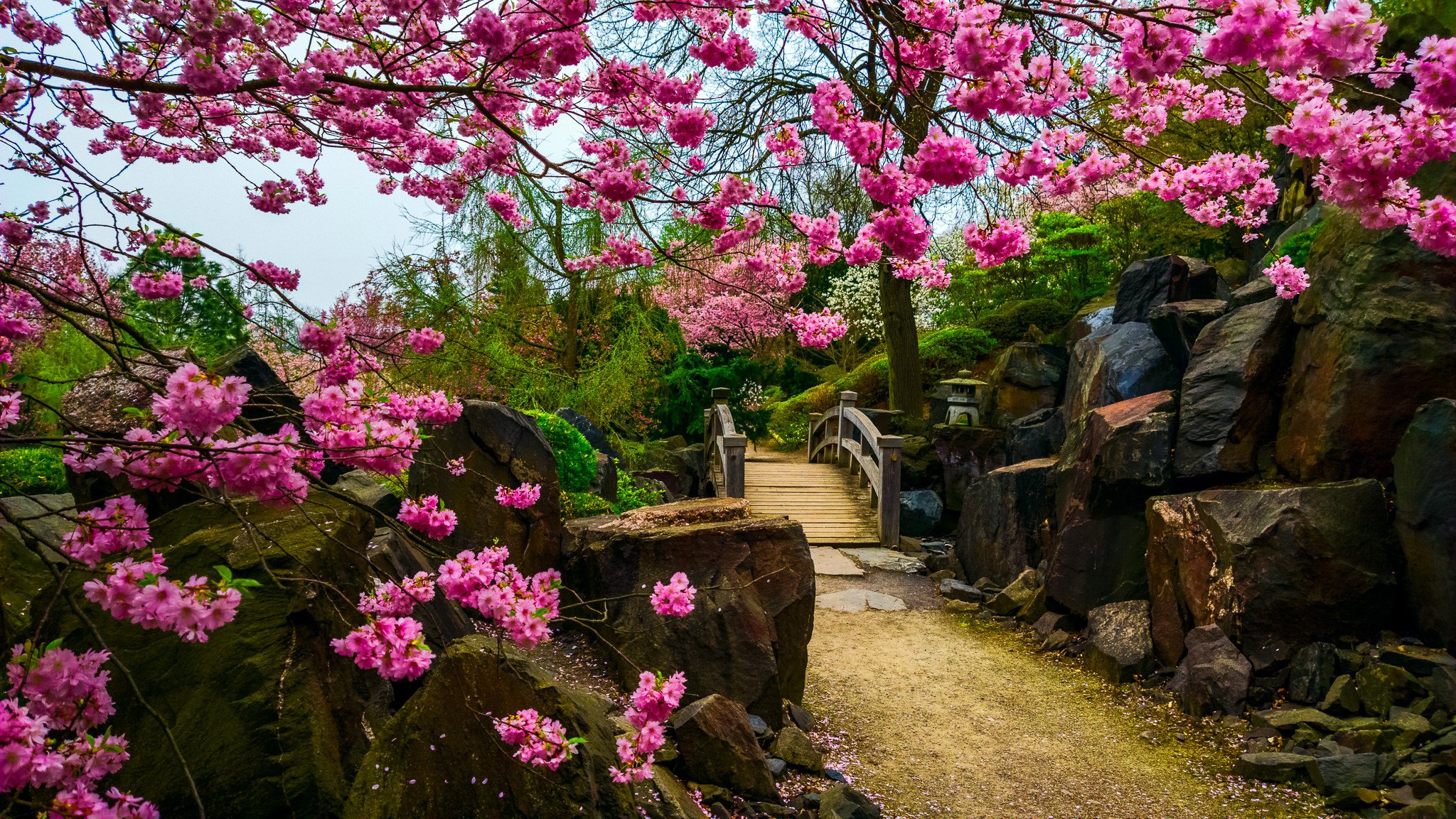 japanischer garten brücke steine blumen baum sakura