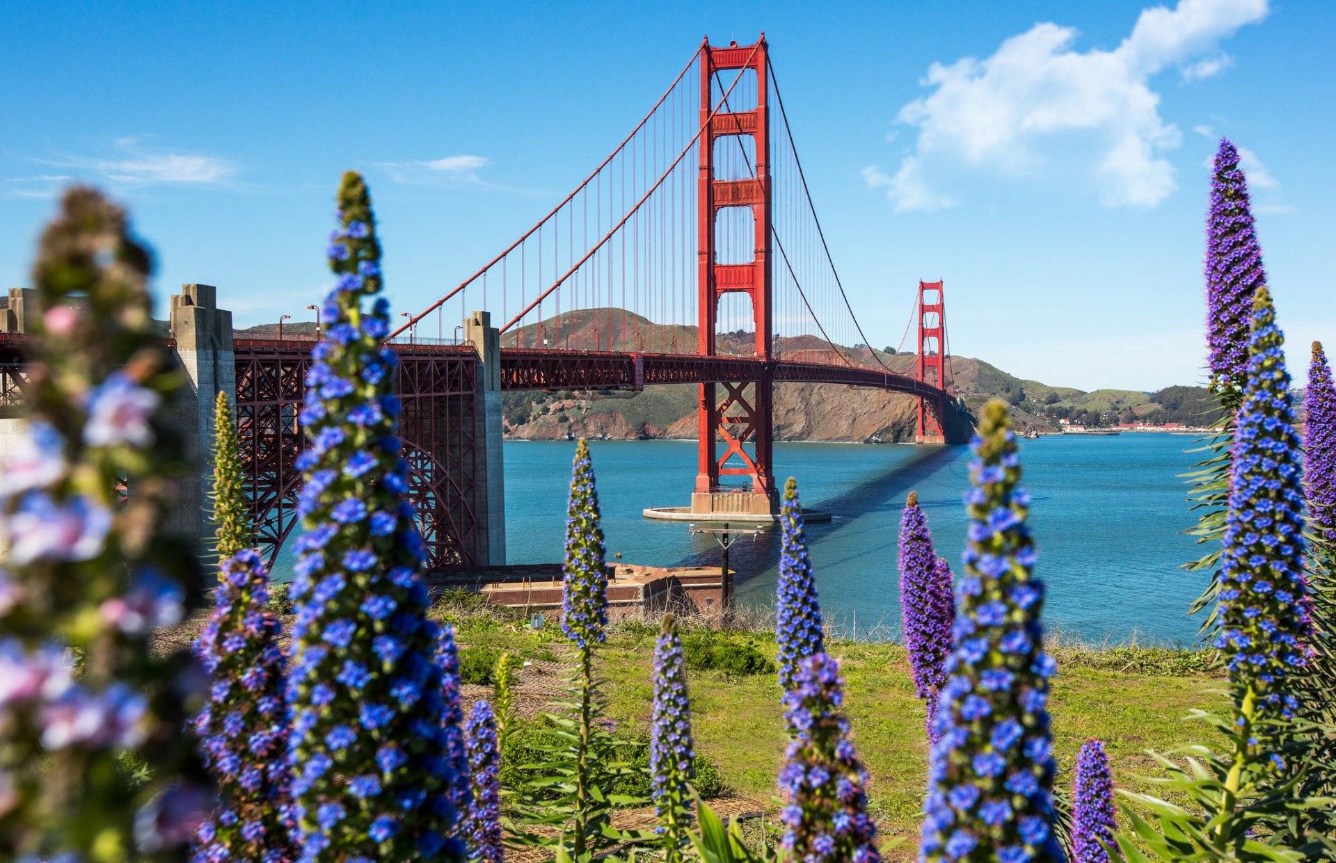 niebo zatoka most golden gate kwiaty san francisco usa