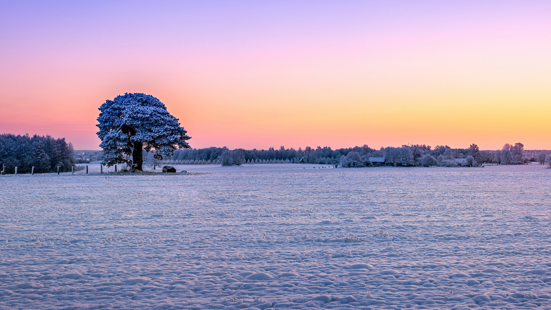 campo neve alberi