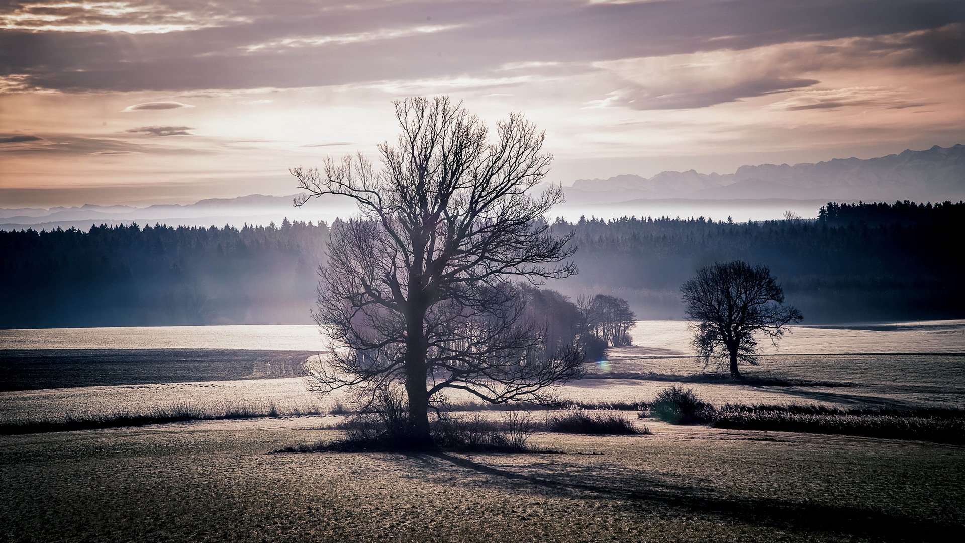 champ arbres coucher de soleil paysage