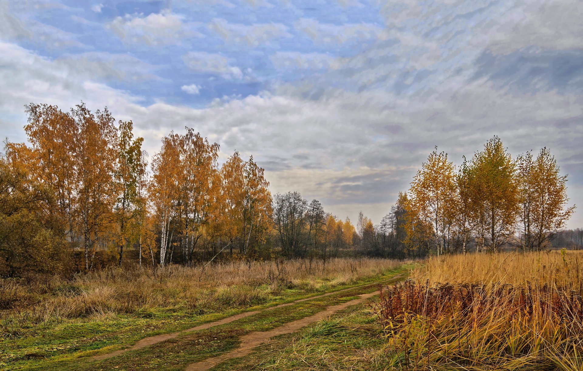 tree autumn landscape moscow