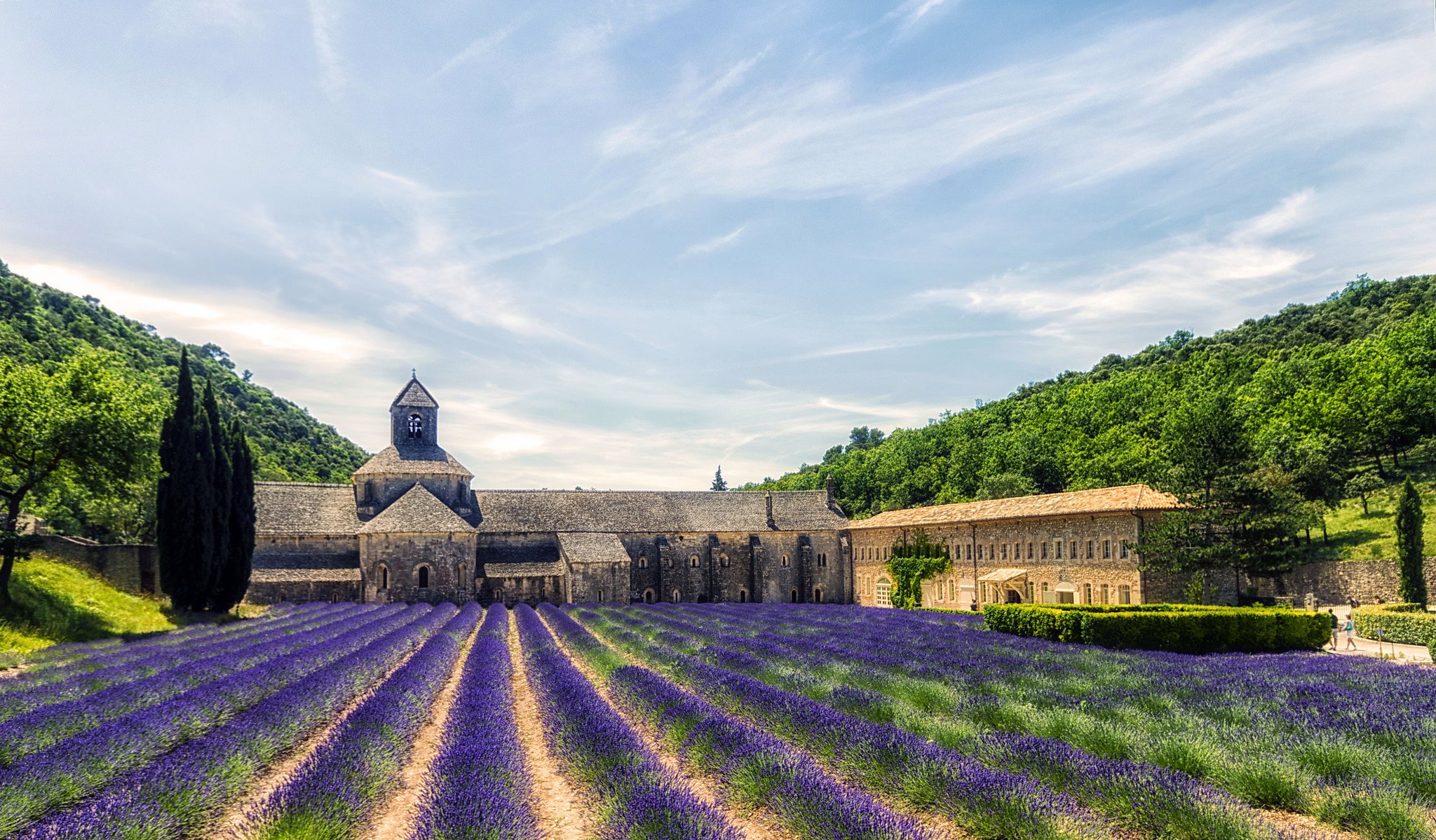 gordes provence france abbey sénanque slope tree flower lavender hdr