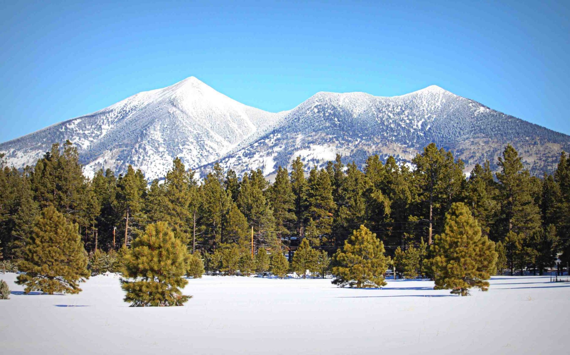 nature mountain winter forest tree snow summit sky