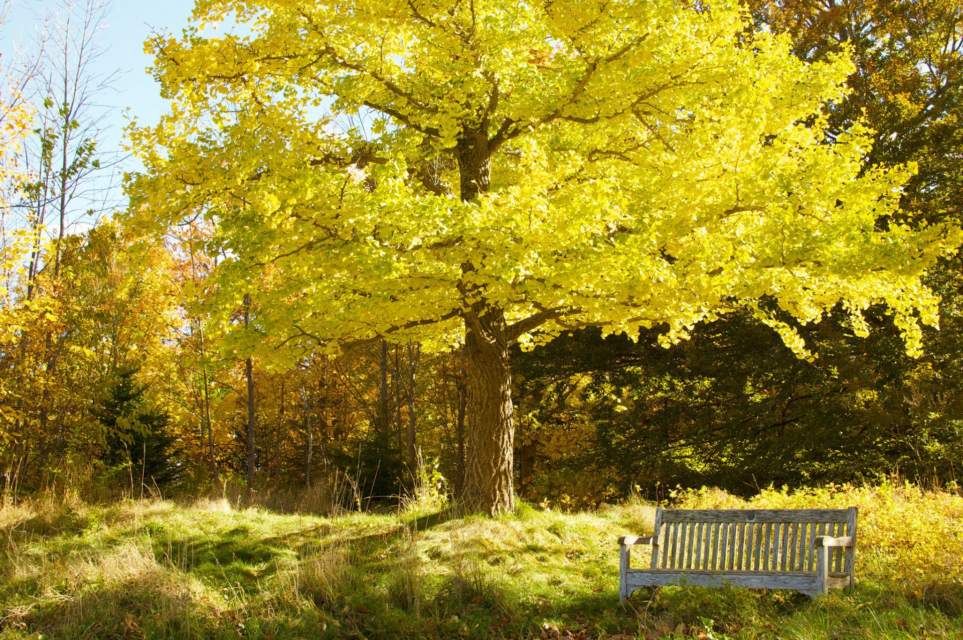 parc jardin ciel arbres automne banc