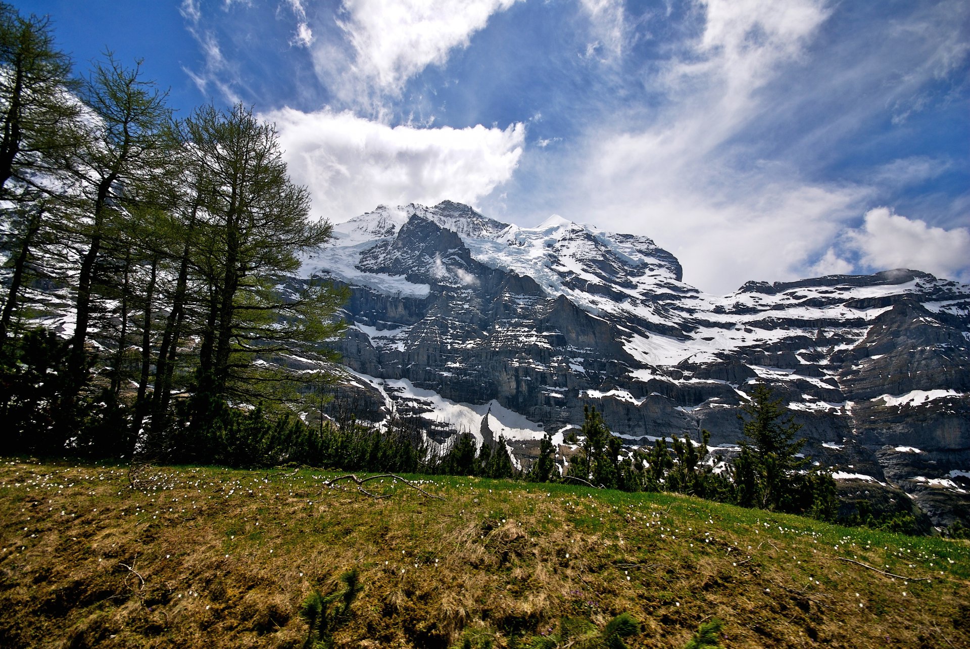 cielo nuvole montagne foresta alberi erba fiori neve