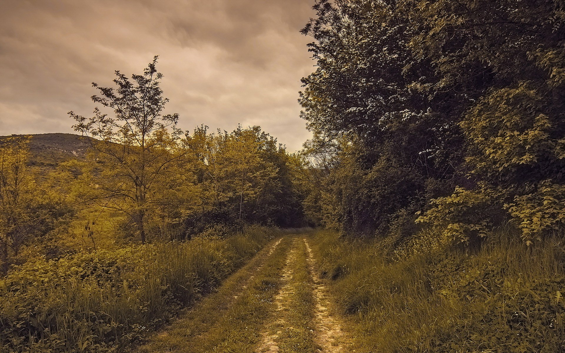 route nature été paysage