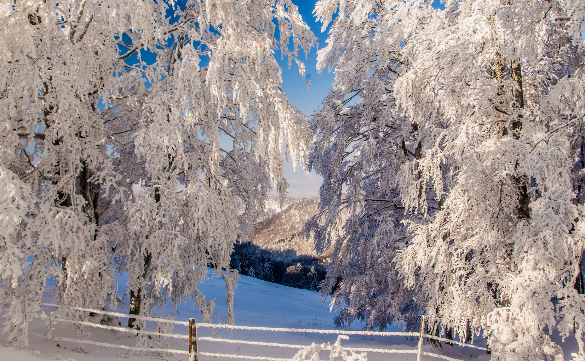 montagne pente clôture hiver arbres neige