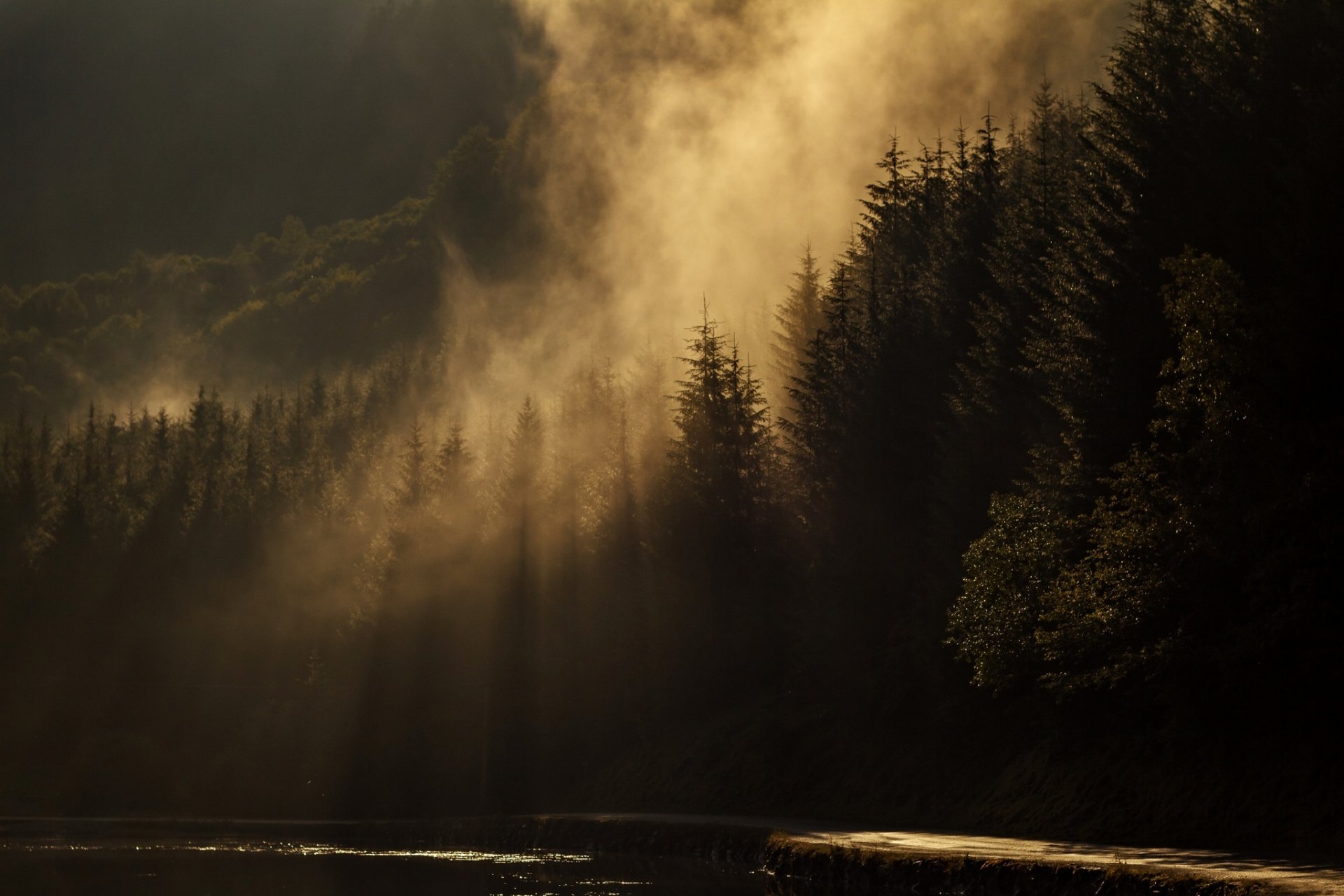 bosque agujas de pino lago neblina silueta paisaje