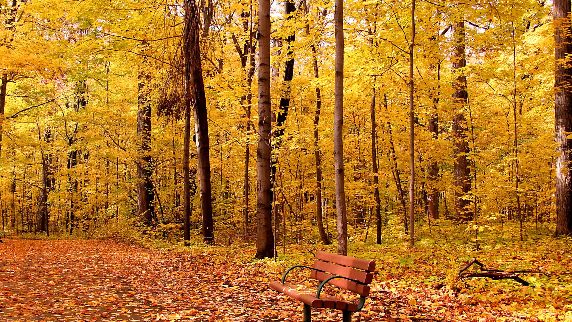 parco vicolo panchina alberi fogliame autunno foglie