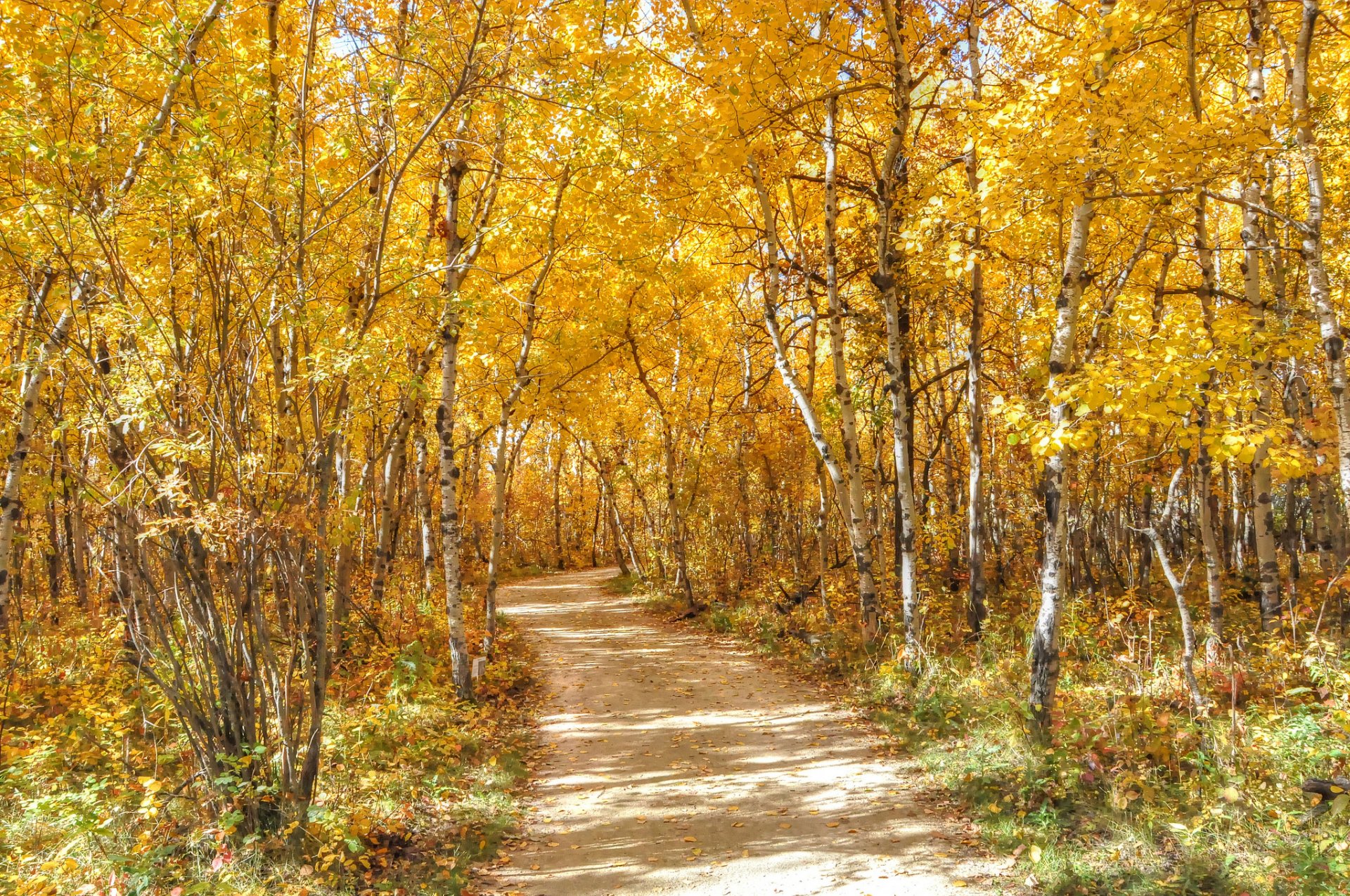 forest road tree leaves autumn