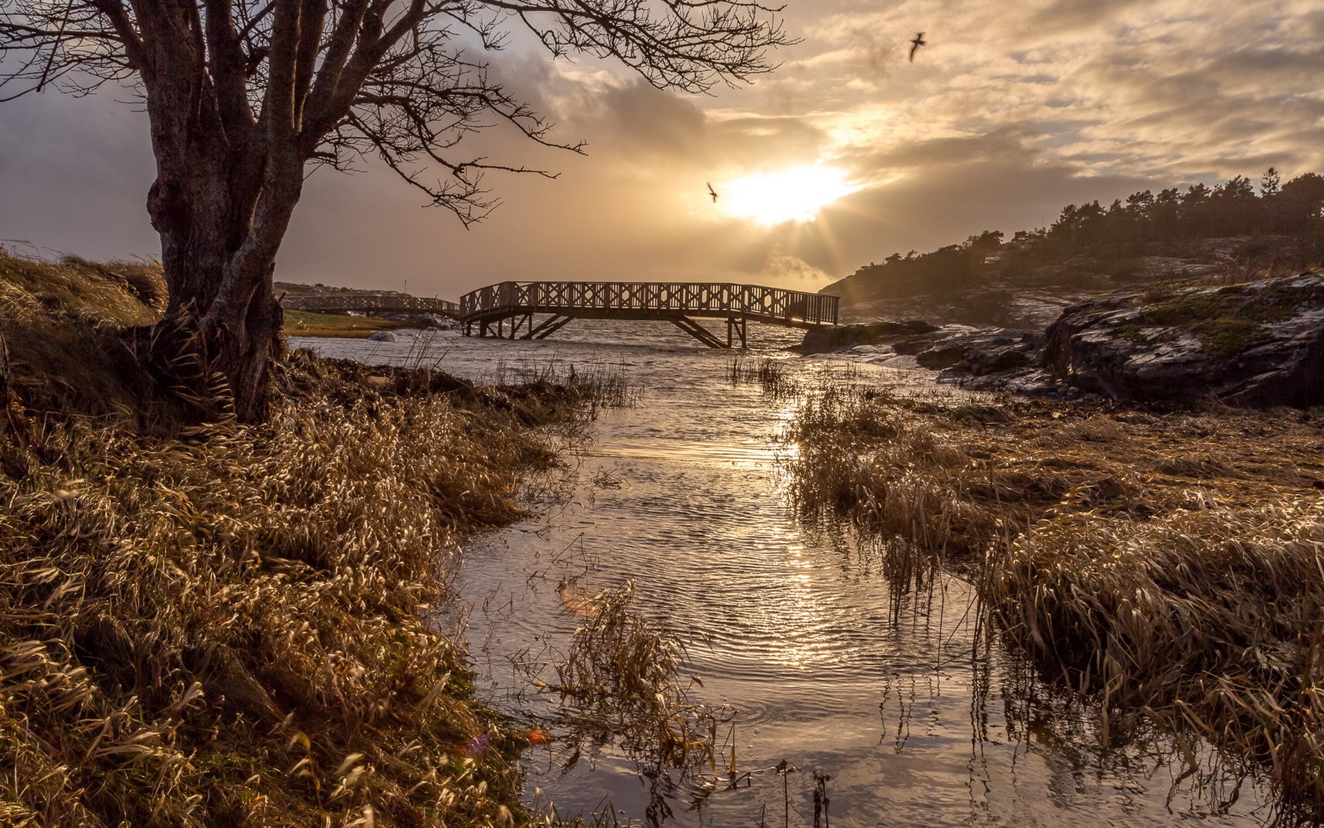 mañana río puente paisaje